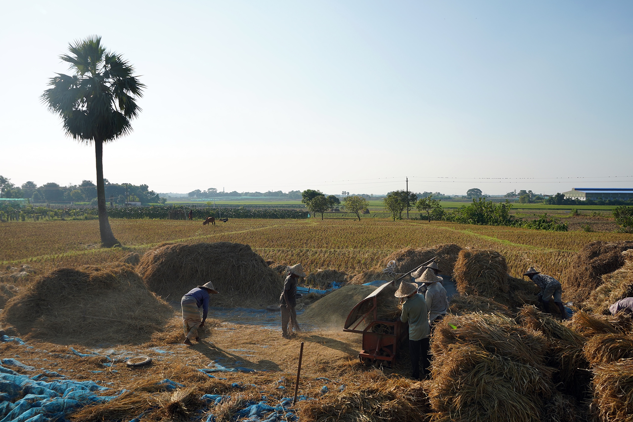 people standing among large rice husk piles
