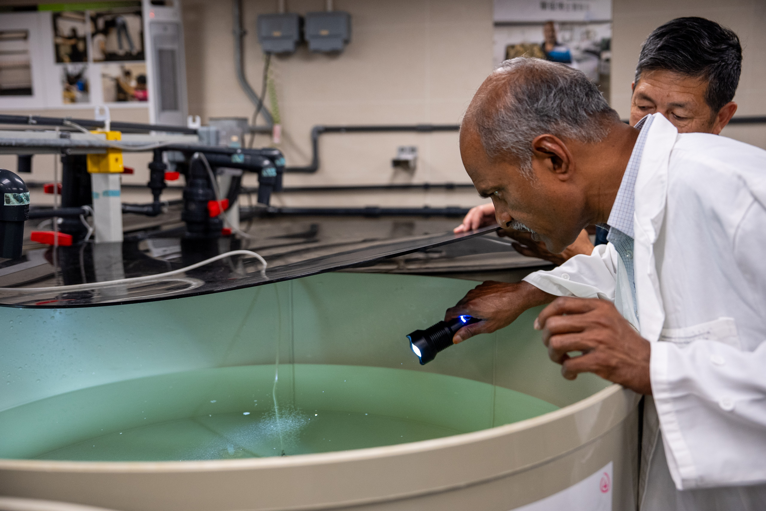 a man holds a hand torch and inspects an oyster breeding tank