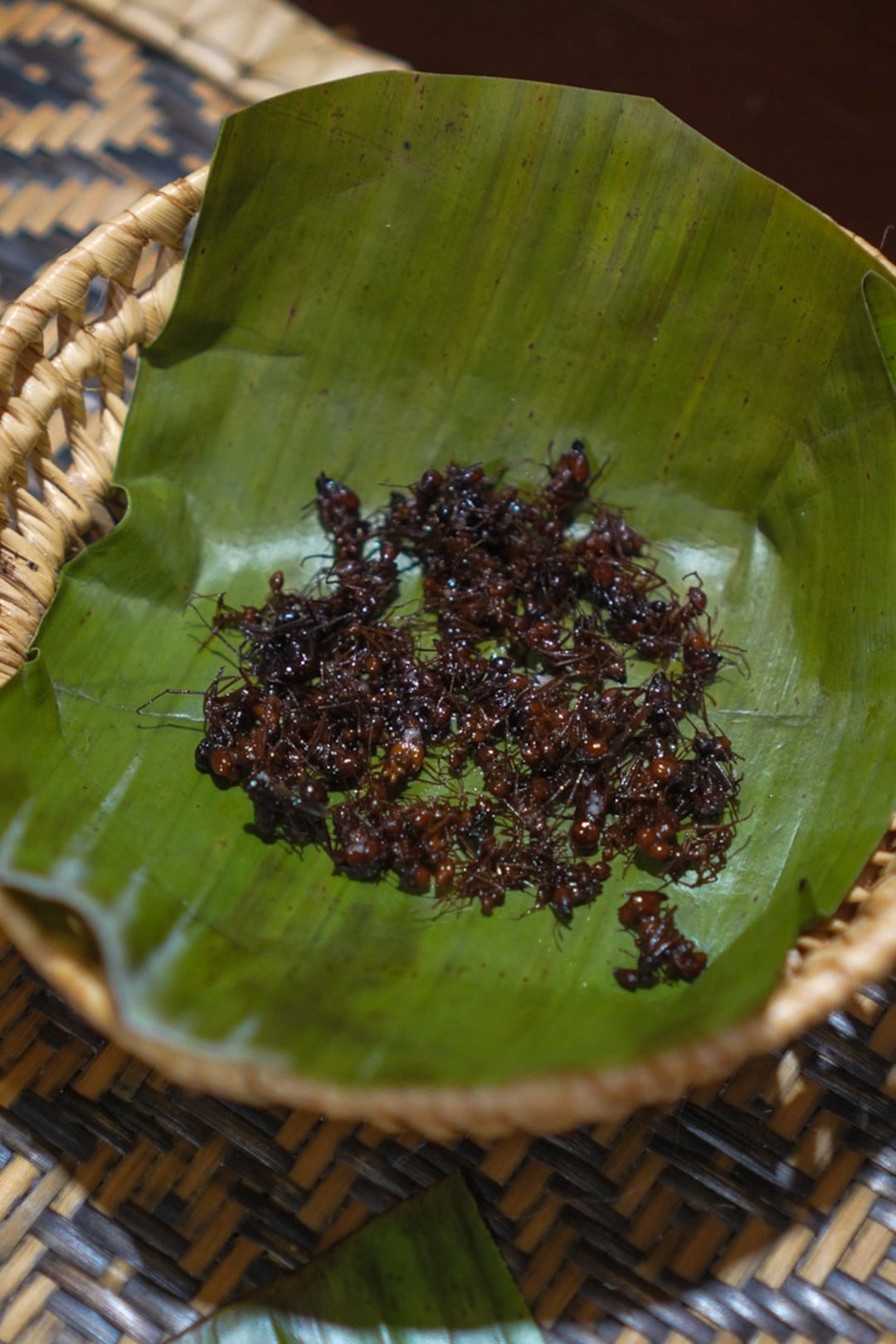 hormigas sobre una hoja verde