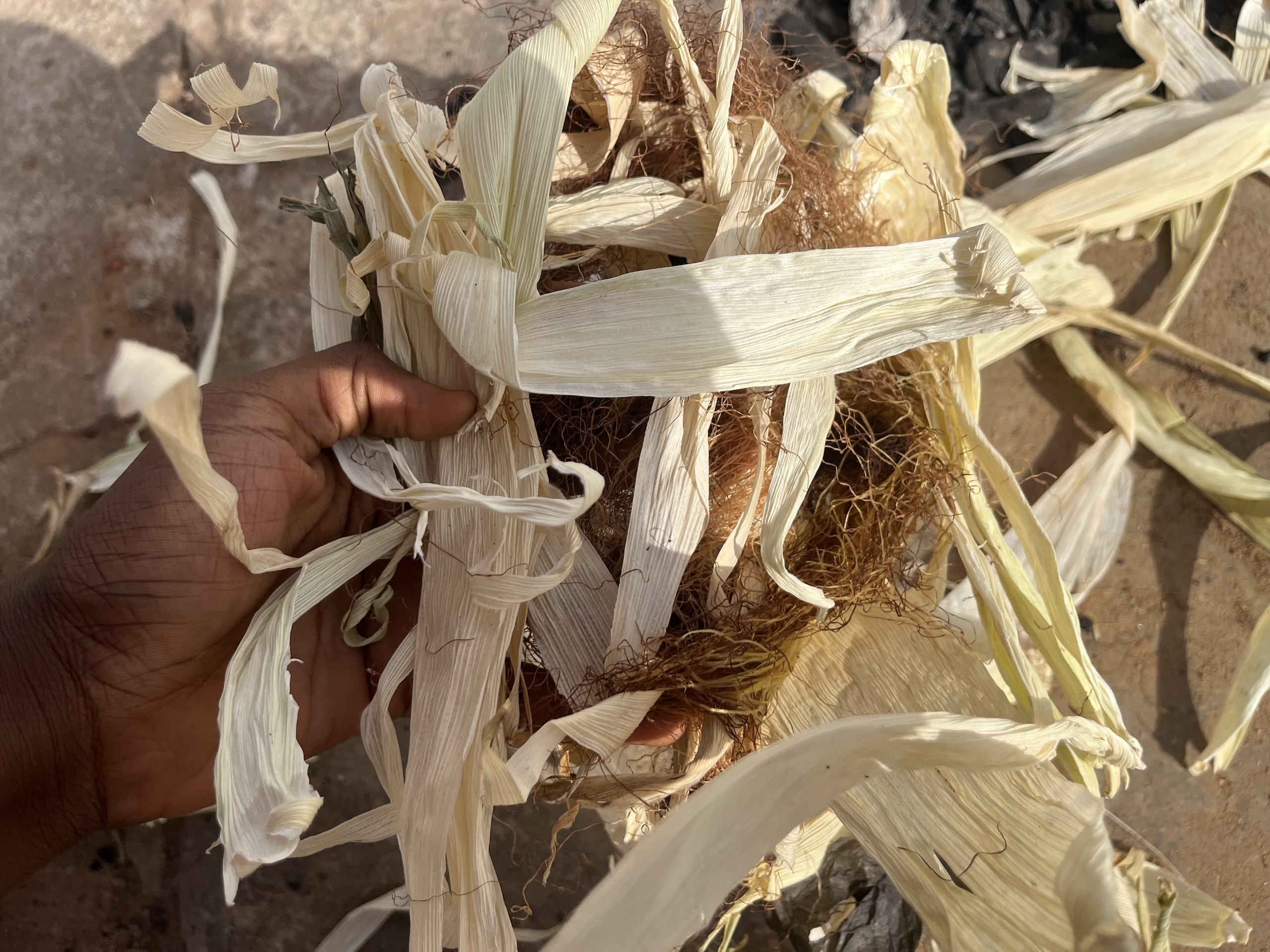 A person grasping a handful of corn husks