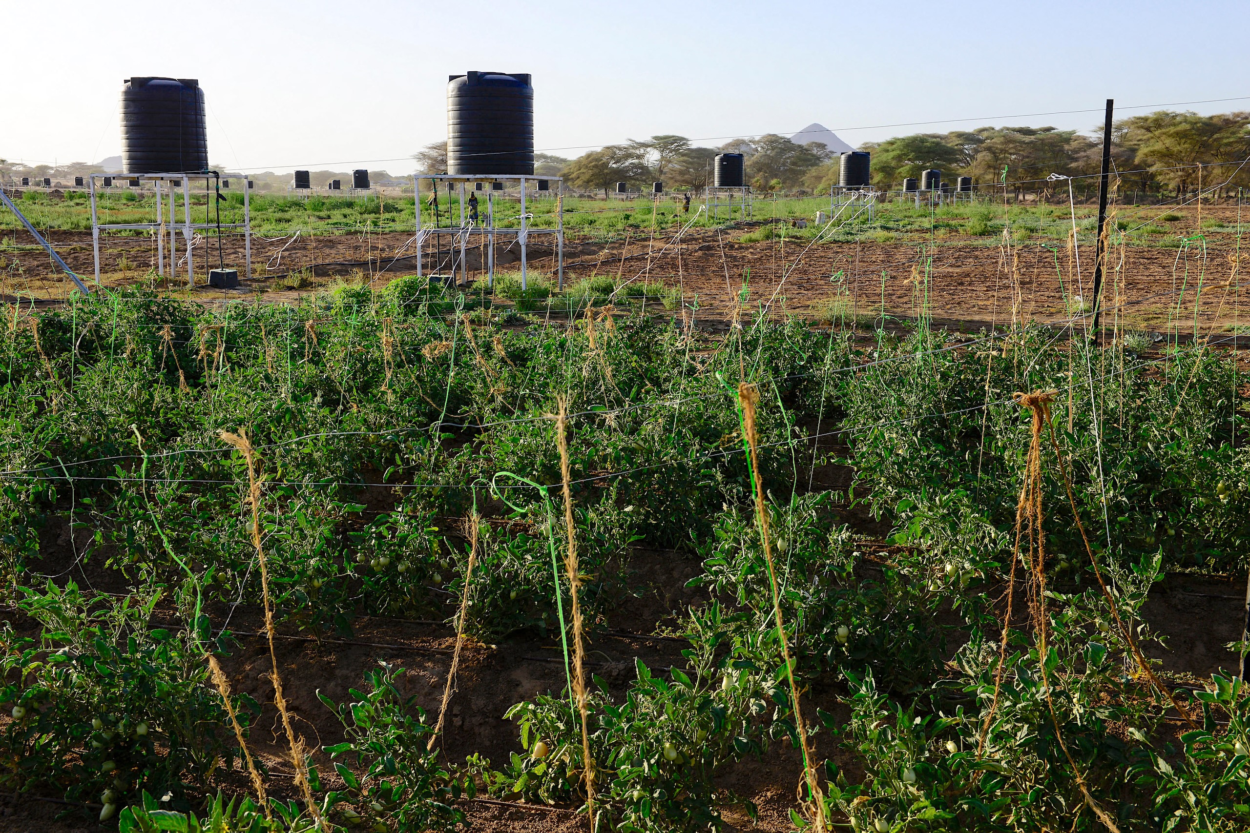Rows of green crops grow in a field with black water storage tanks on metal stands in the background