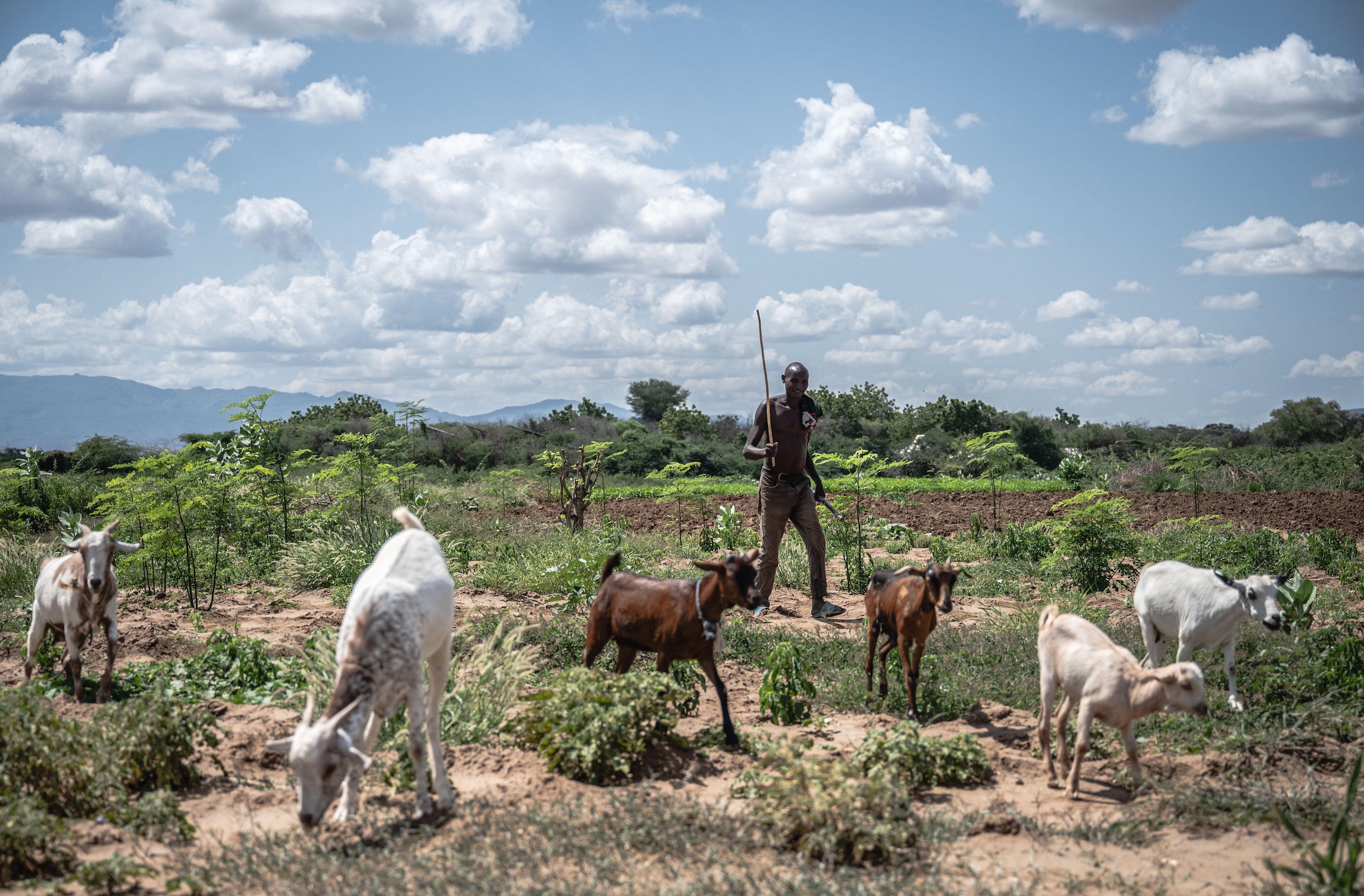 A person stands in a sunny field, herding goats amid greenery