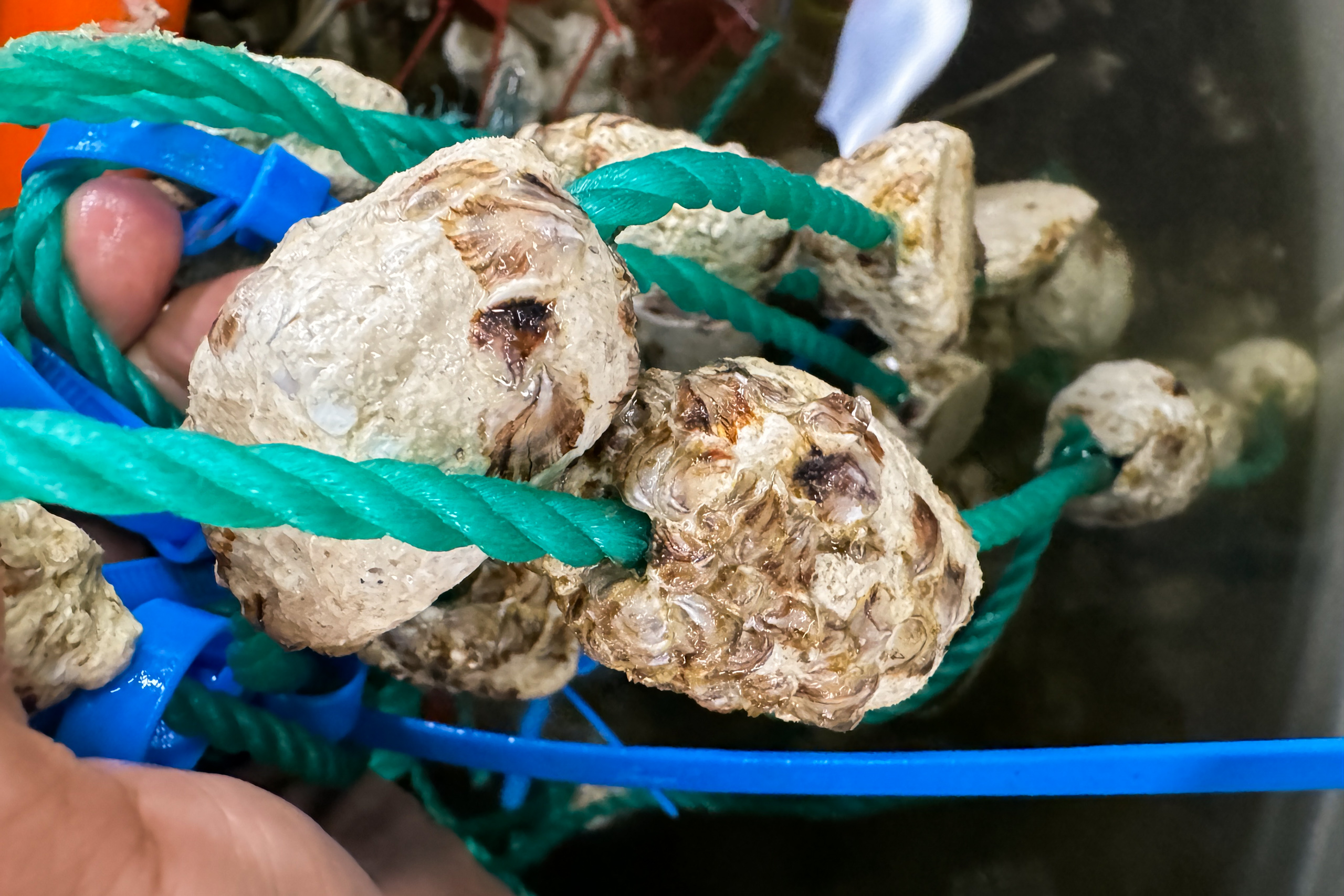oysters attached to green ropes with blue ties