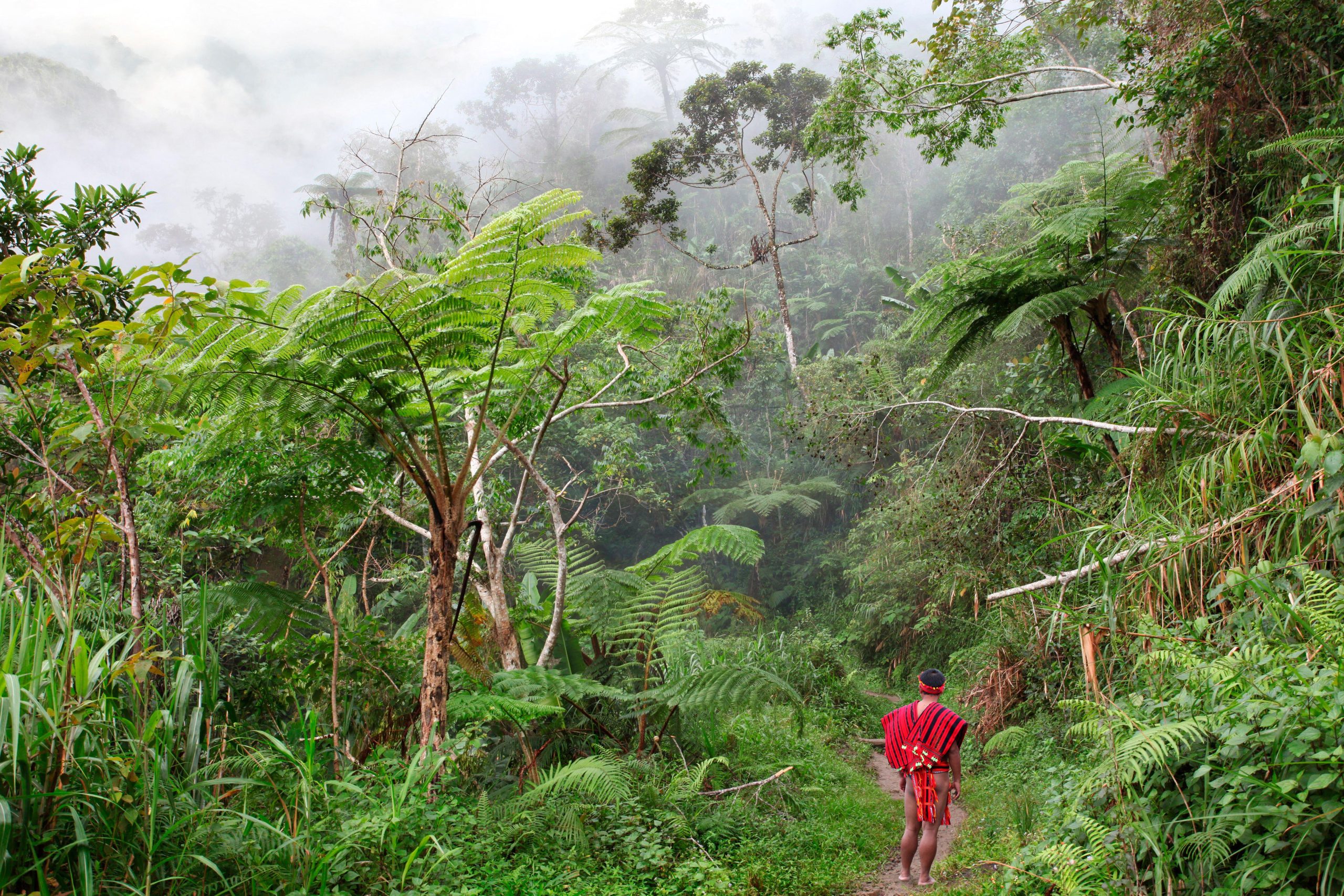 <p>An Ifugao tribe member walks in a rainforest in the Philippine province of the same name. Indigenous territories cover nearly half of the country’s land and are central to conservation efforts, but are under increasing pressure from mining, renewable energy and infrastructure projects (Image: Cavan Images / Alamy)</p>