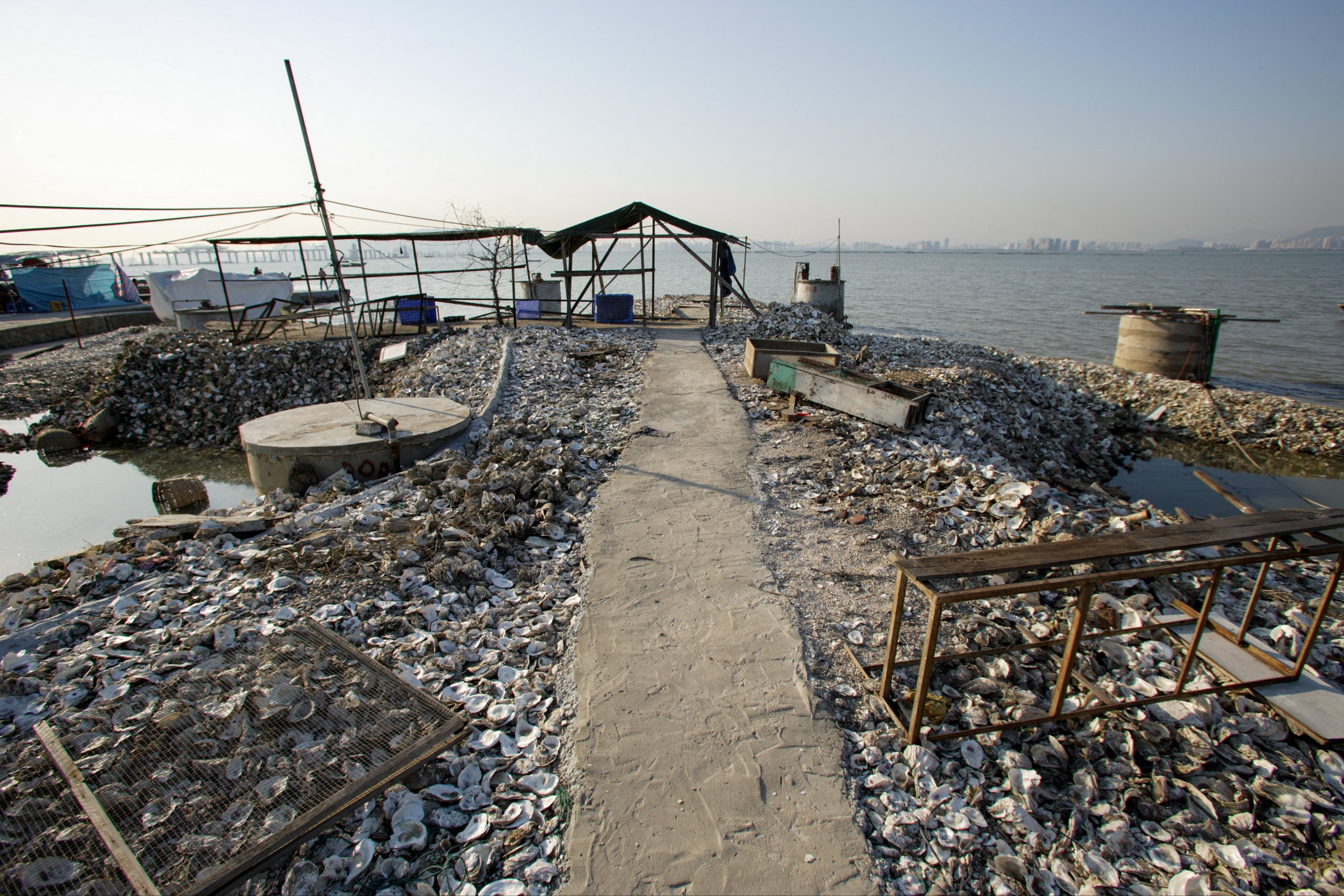 A walkway amid piles of oyster shells by the riverbank