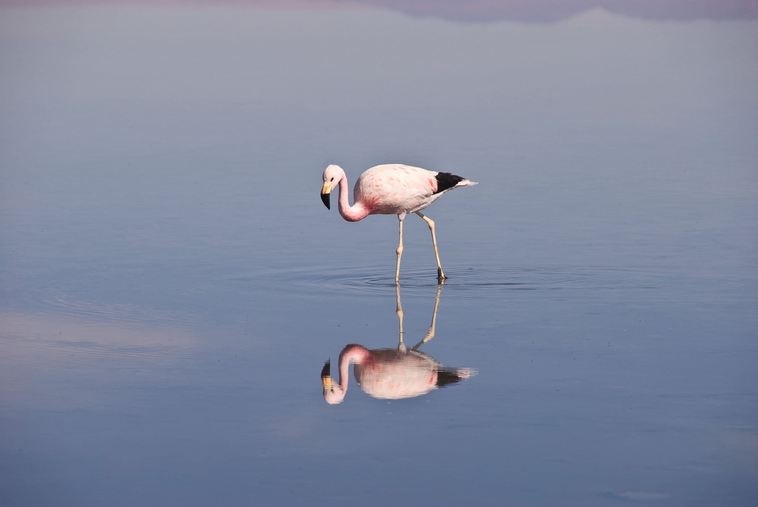 <p>Flamingo no Salar do Atacama, maior salina do Chile e principal área de extração de lítio no país. O novo governo chileno quer expandir a atividade a outras áreas, mas há receios de como isso pode impactar ecossistemas locais (Imagem: John Elk III / Alamy)</p>