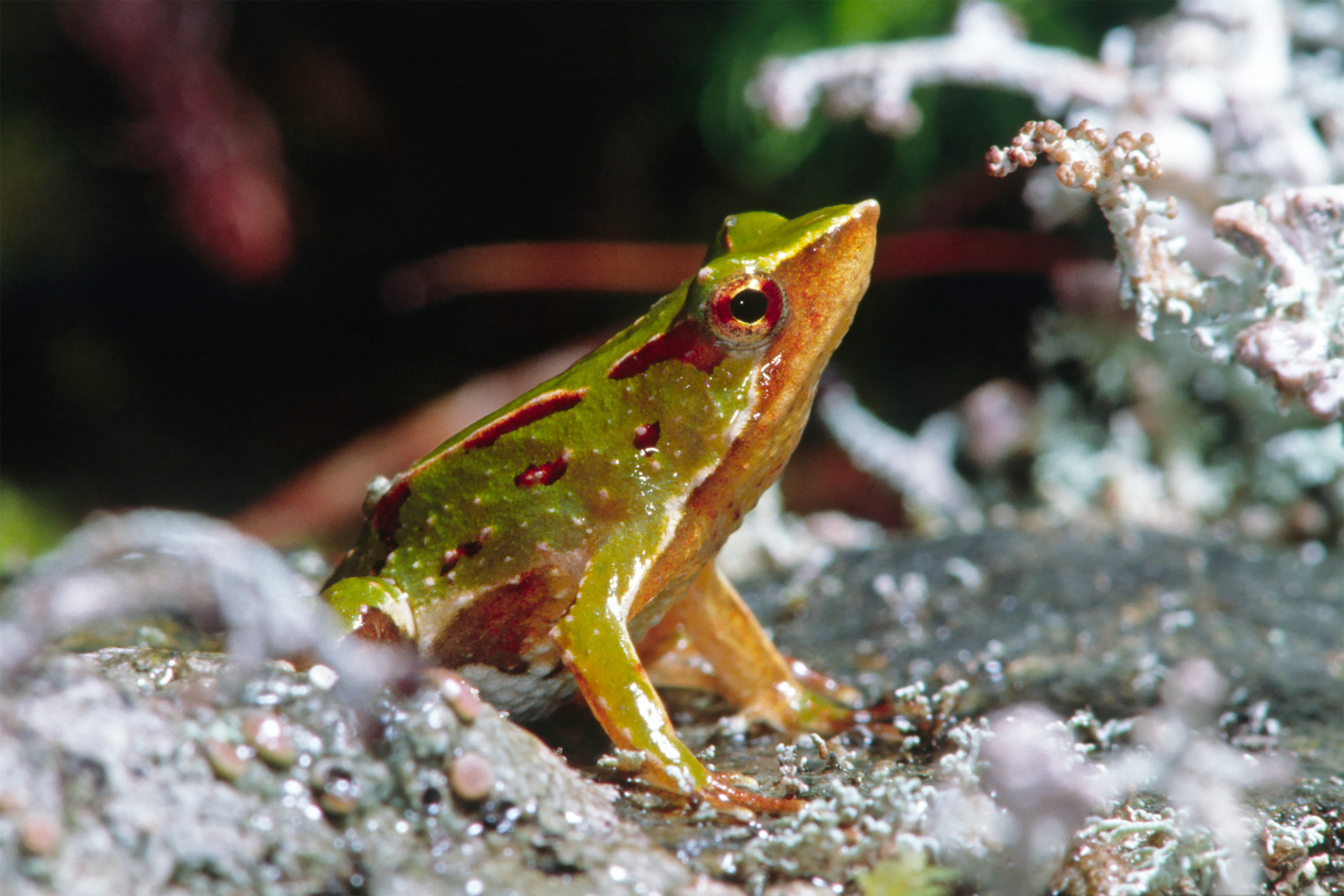 Darwin's frog