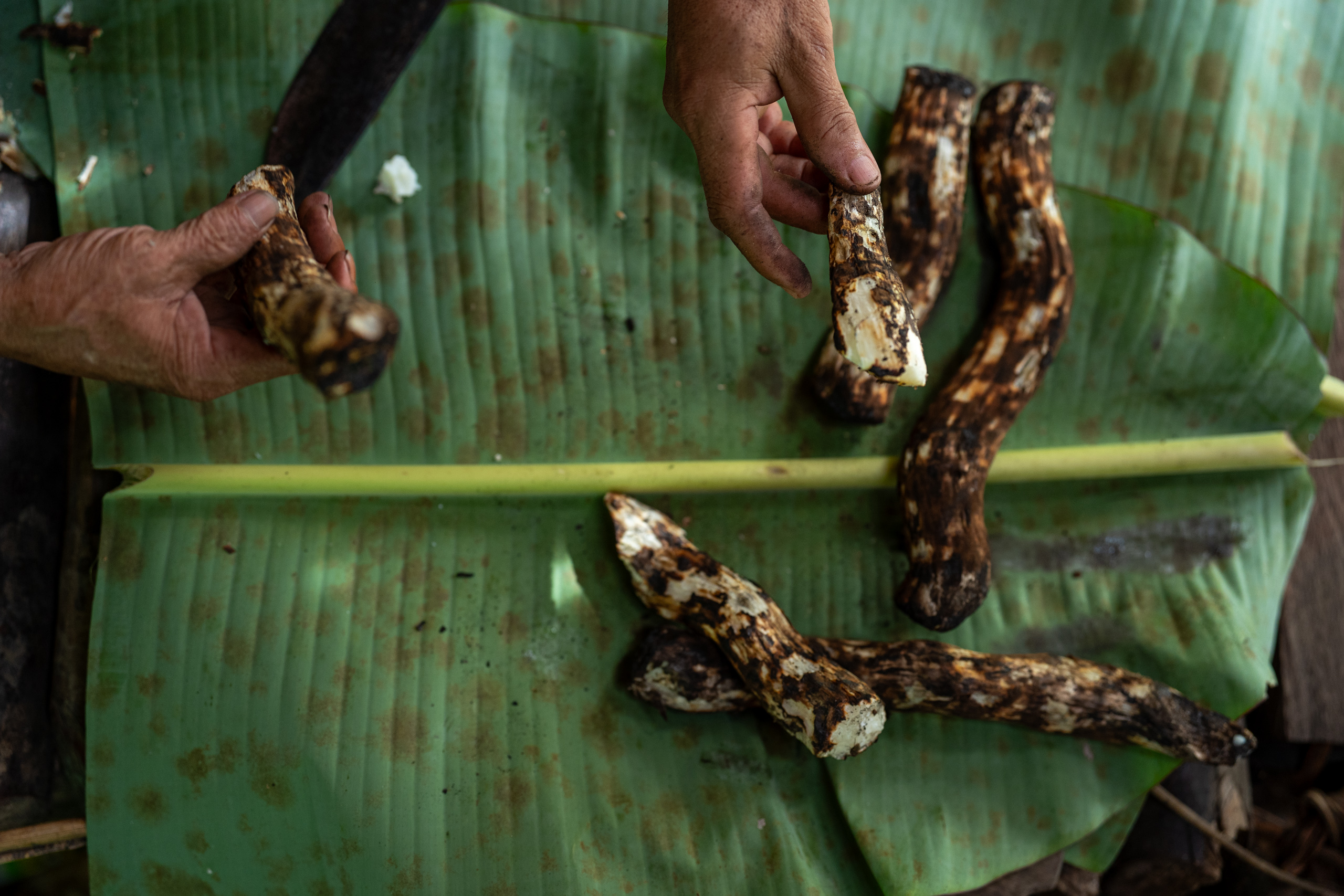 Several pieces of cooked plant tubers on a banana leaf
