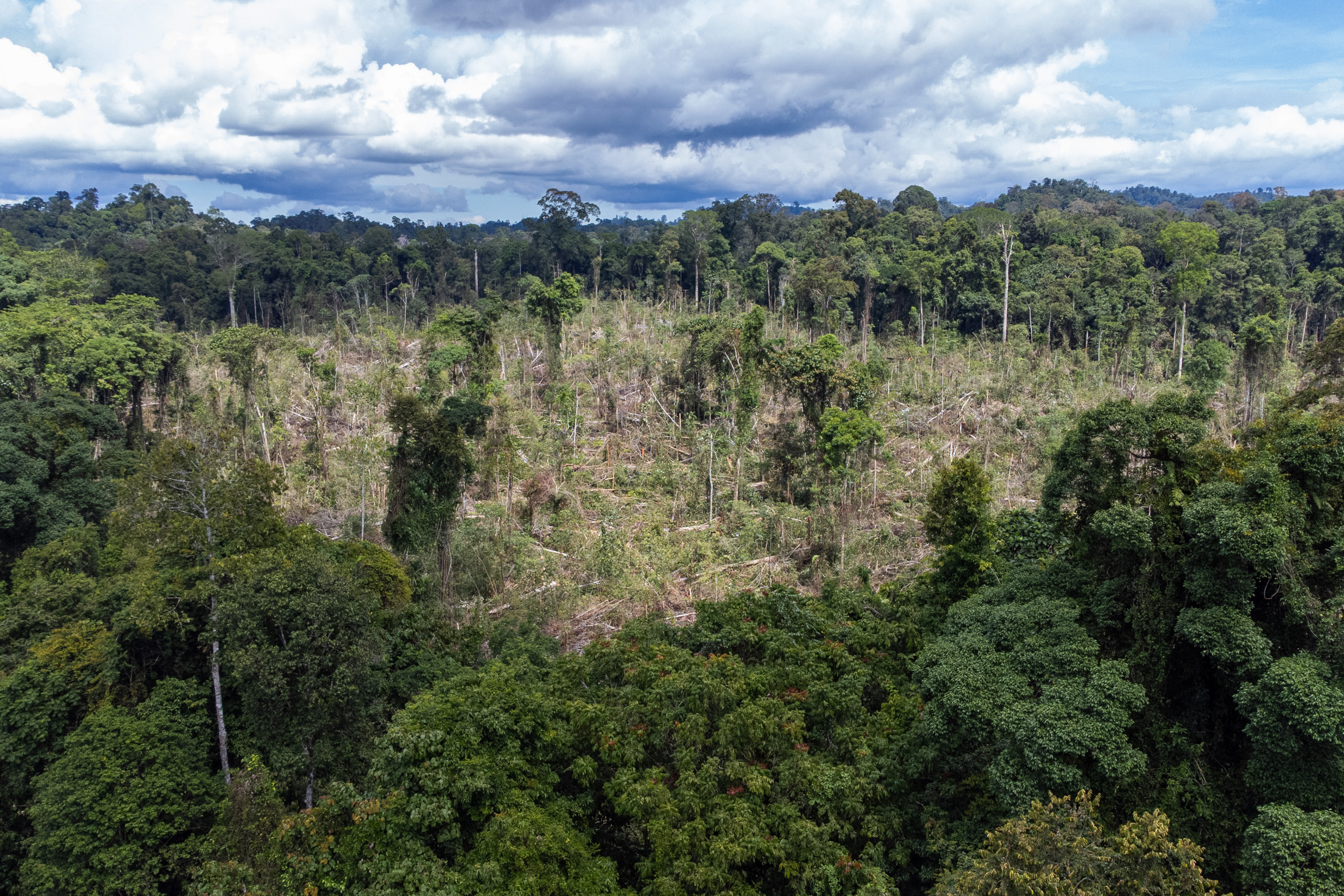 A forest area being cleared 