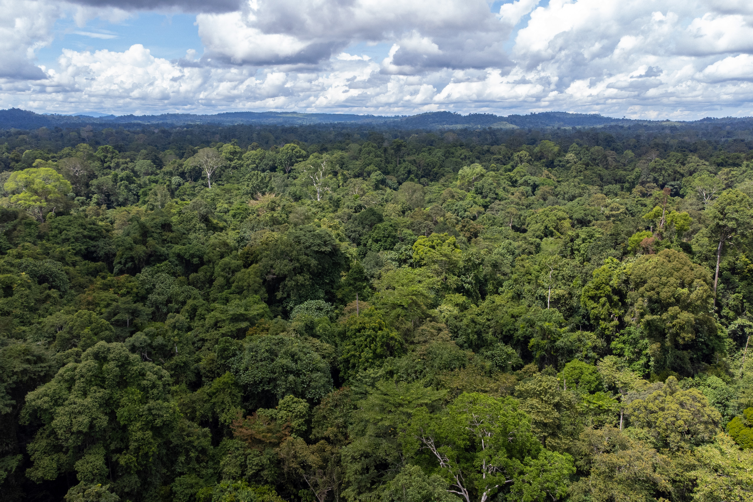 Aerial view of a dense forest