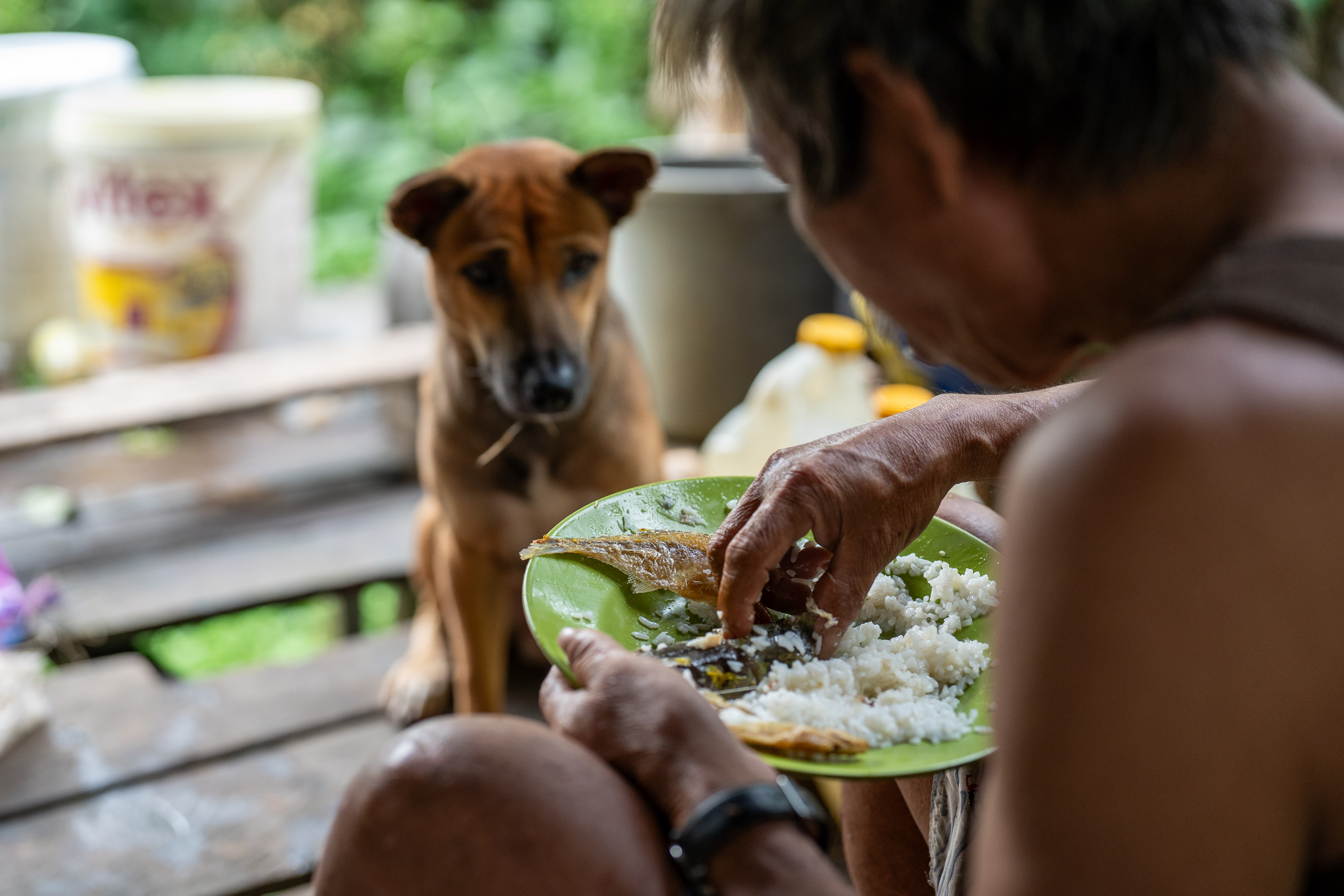 A man is grabbing rice with his hand from a plant, with a dog sitting next to him