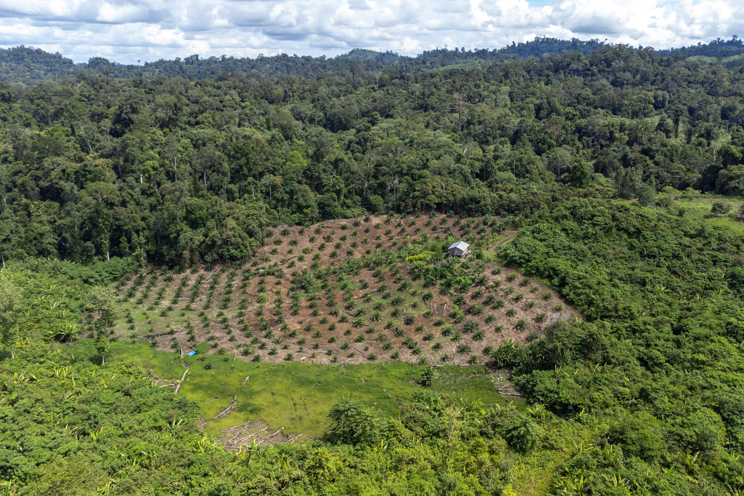 Aerial view of a plantation
