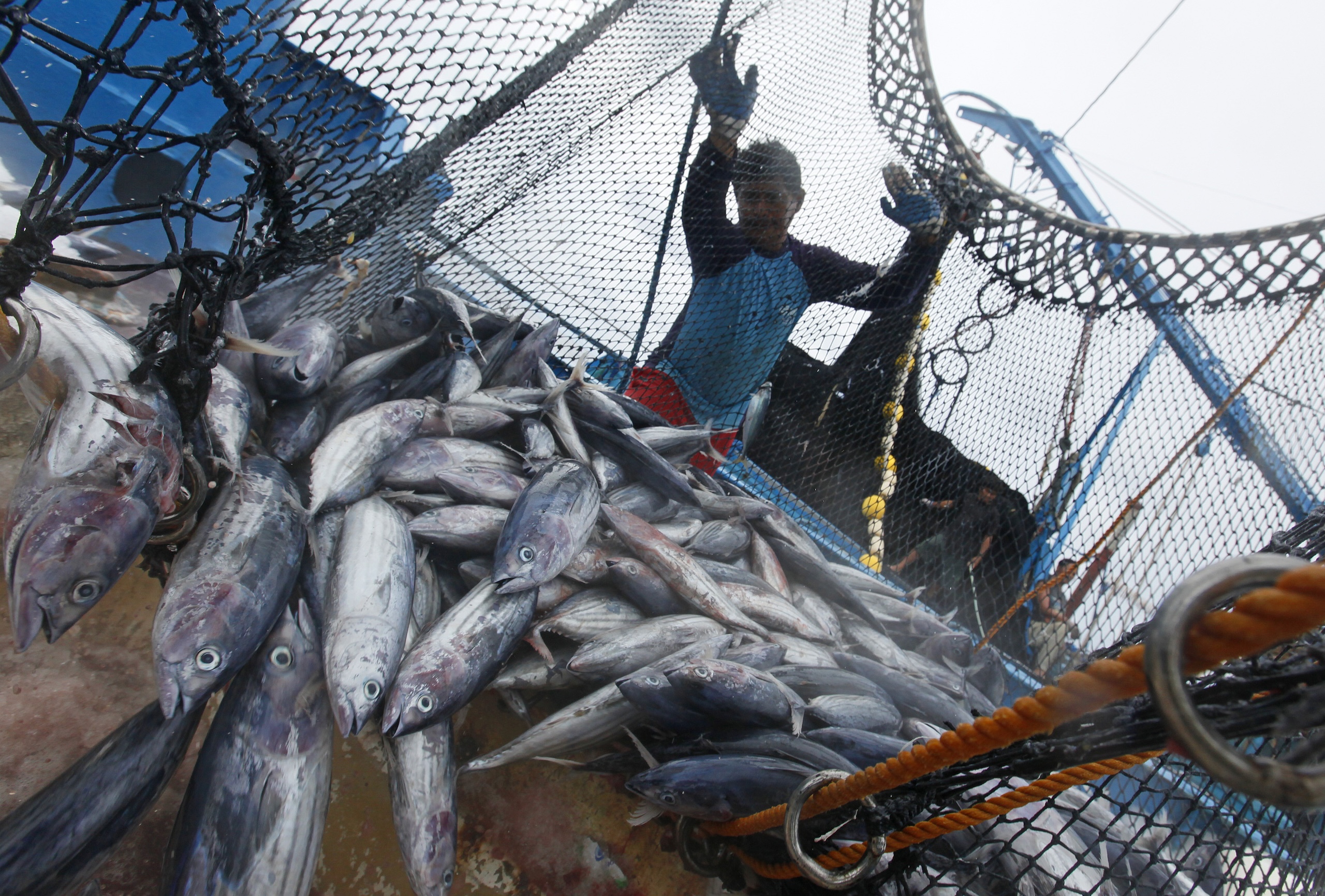 A man stands next to a fishing net, sorting out various caught fish