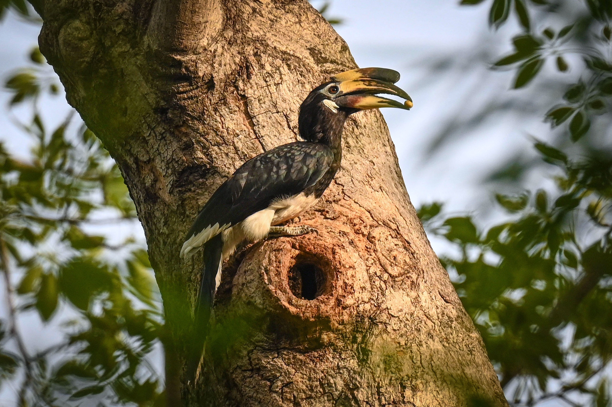 A hornbill perched on a branch