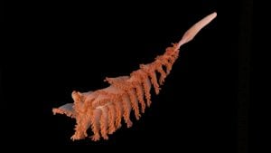 orange coral in dark water