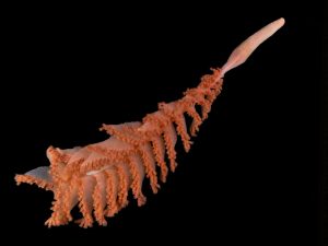 orange coral in dark water