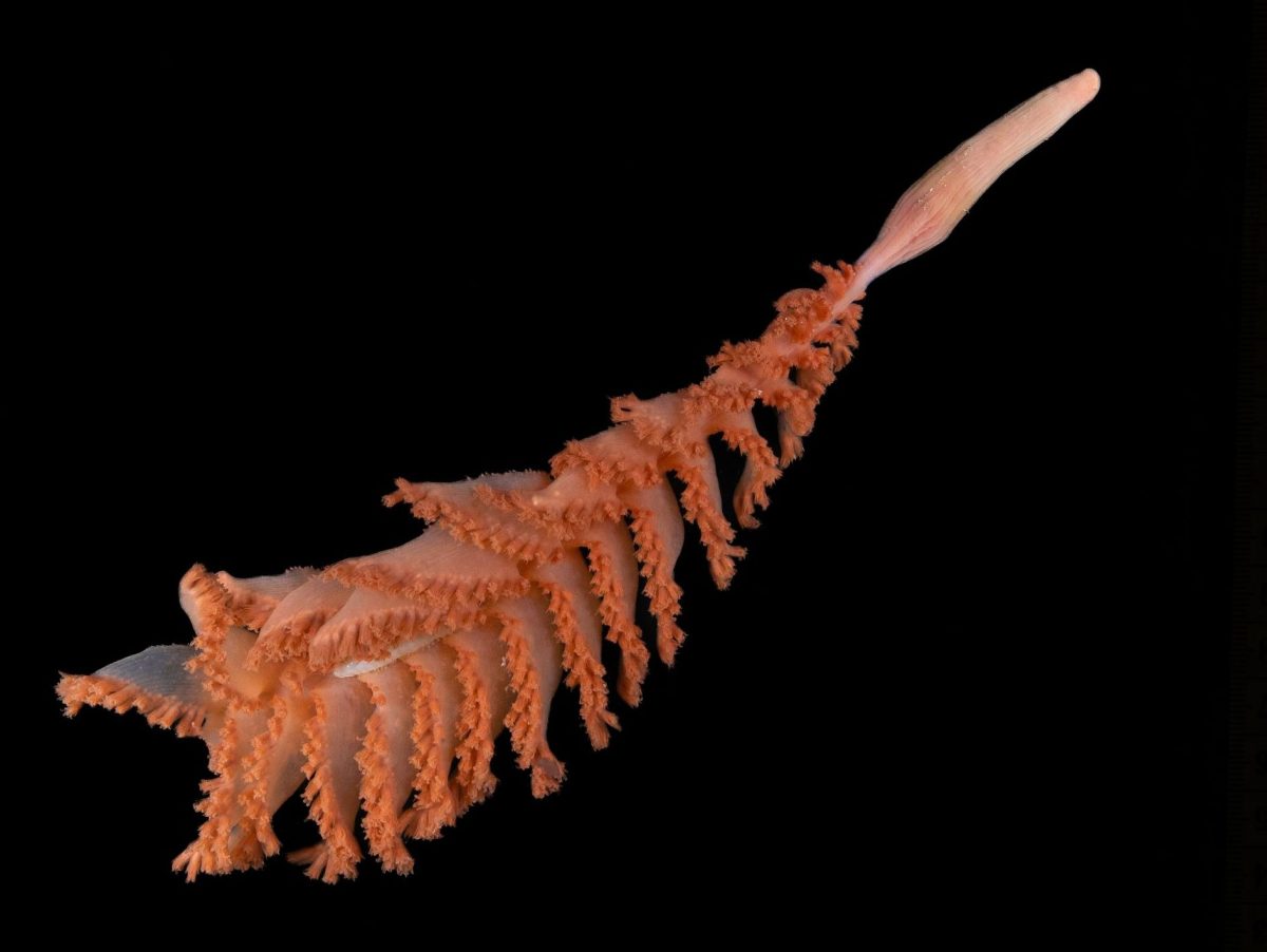 Haul of 1,100 new ocean species in one year shows depths of unknown and unprotected