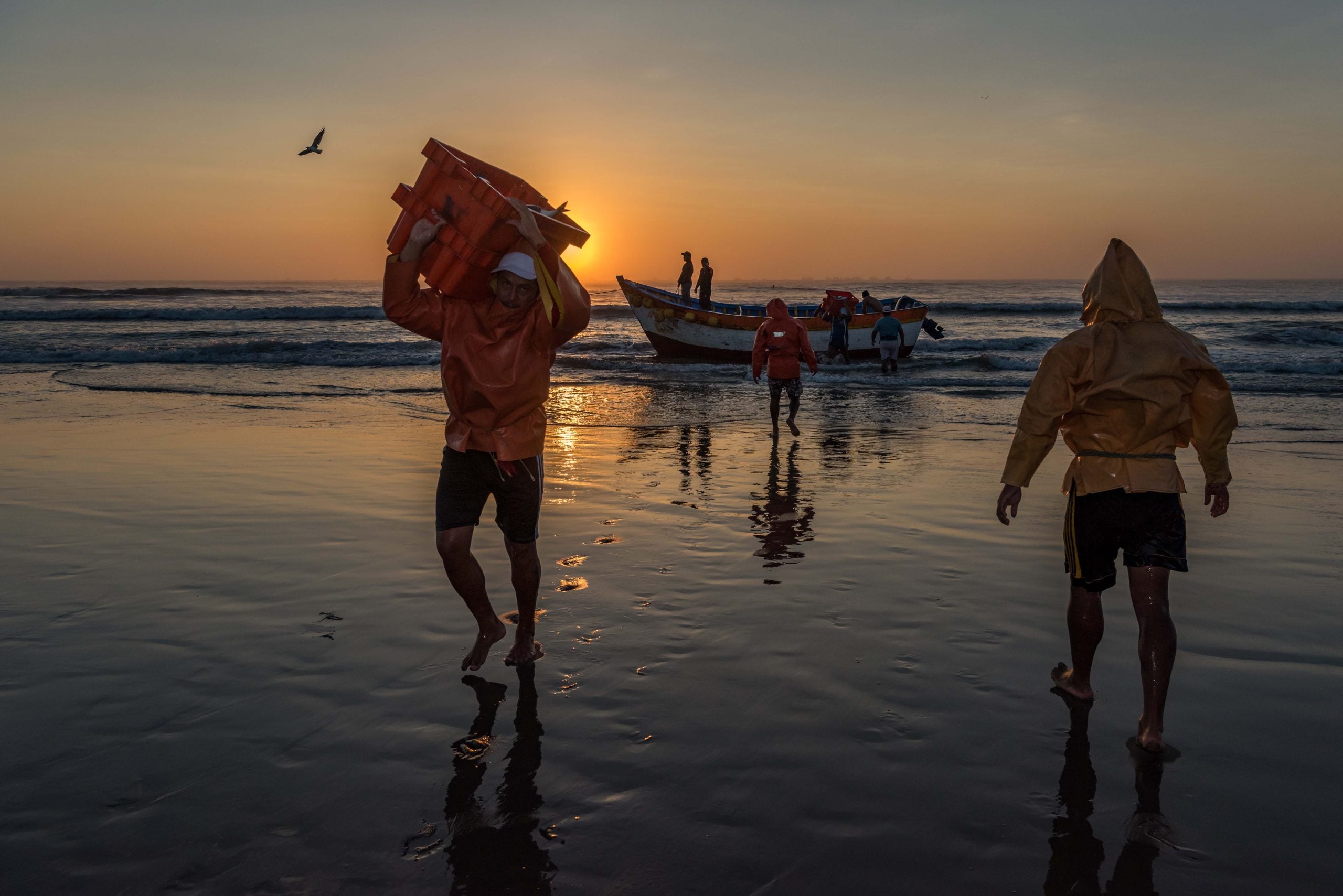<p>Homens descarregam peixes em Pimentel, norte do Peru. Pescadores do Pacífico temem perder sua fonte de renda com a chegada do El Niño (Imagem: Andre Baertschi / Oceana)</p>