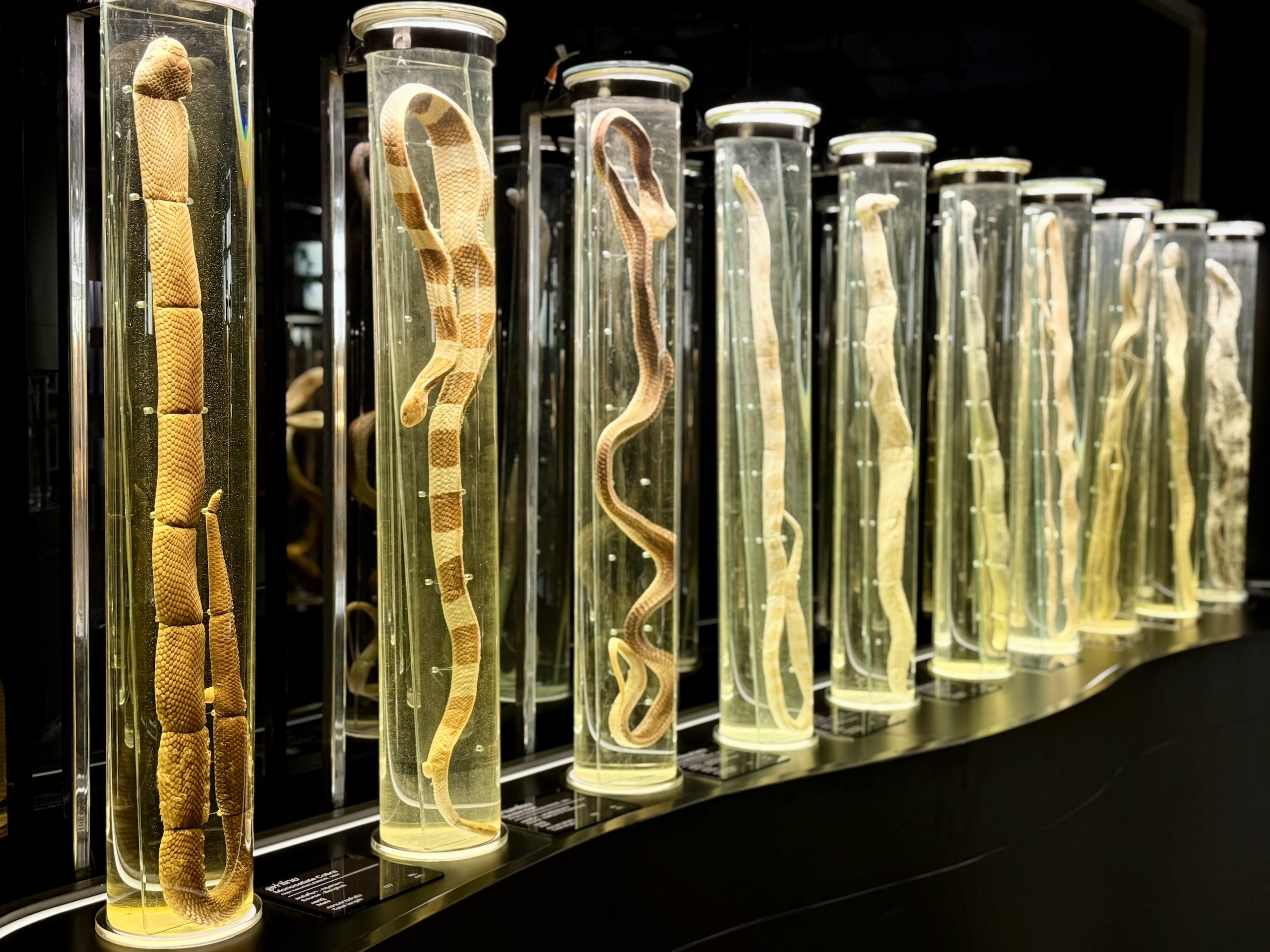 Various snake species are preserved in huge test tubes at a museum