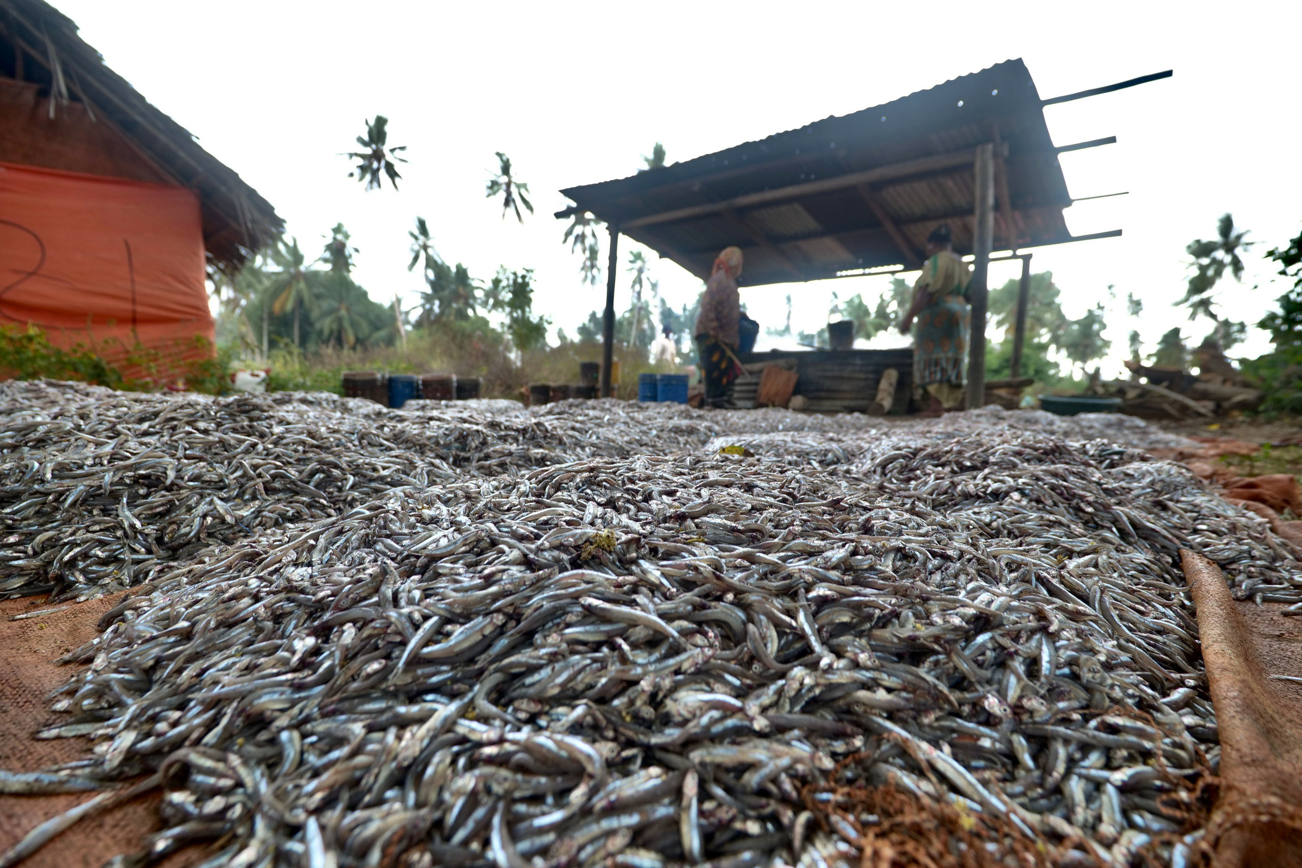 large pile of small sardines laid out to dry
