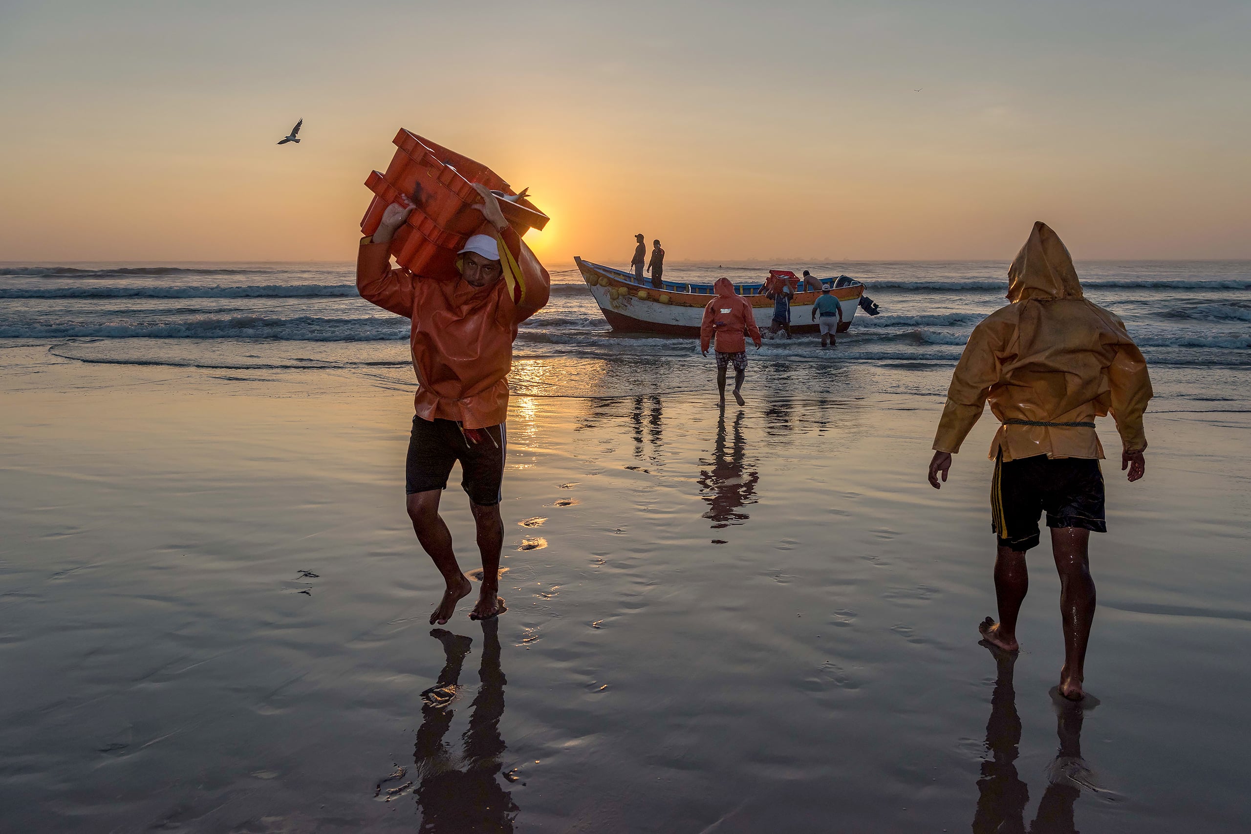 <p>Ante la previsión de la llegada de un fenómeno de El Niño de gran intensidad y el aumento de los precios del combustible, los pescadores de todo el Pacífico temen por su sustento. Estos hombres están descargando su captura en Pimentel, en el norte de Perú (Imagen: Andre Baertschi / Oceana)</p>