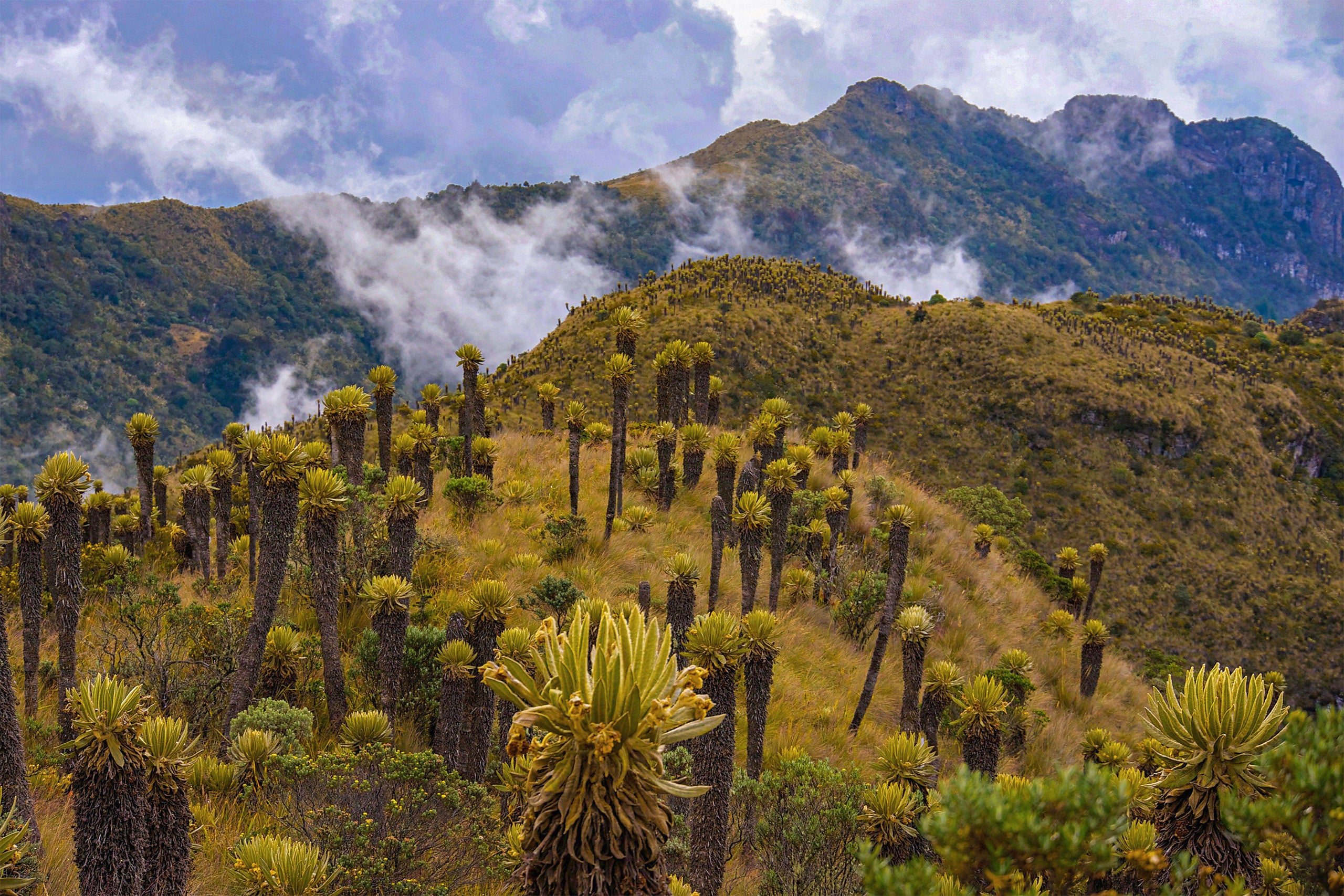 Parque Nacional Los Nevados, oeste da Colômbia