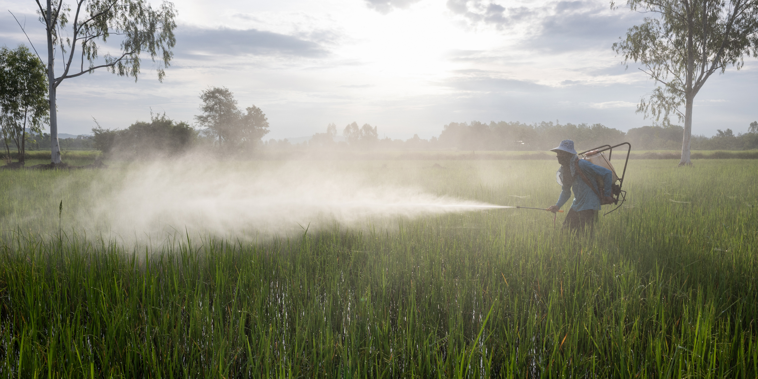 <p>A farmer sprays a concoction of agrochemicals, including fertilisers and pesticides, on a paddy field in Thailand’s central Nakhon Sawan province (Image: <a href="https://www.lukeduggleby.com/">Luke Duggleby</a> / Dialogue Earth)</p>