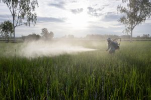 <p>A farmer sprays a concoction of agrochemicals, including fertilisers and pesticides, on a paddy field in Thailand’s central Nakhon Sawan province (Image: <a href="https://www.lukeduggleby.com/">Luke Duggleby</a> / Dialogue Earth)</p>