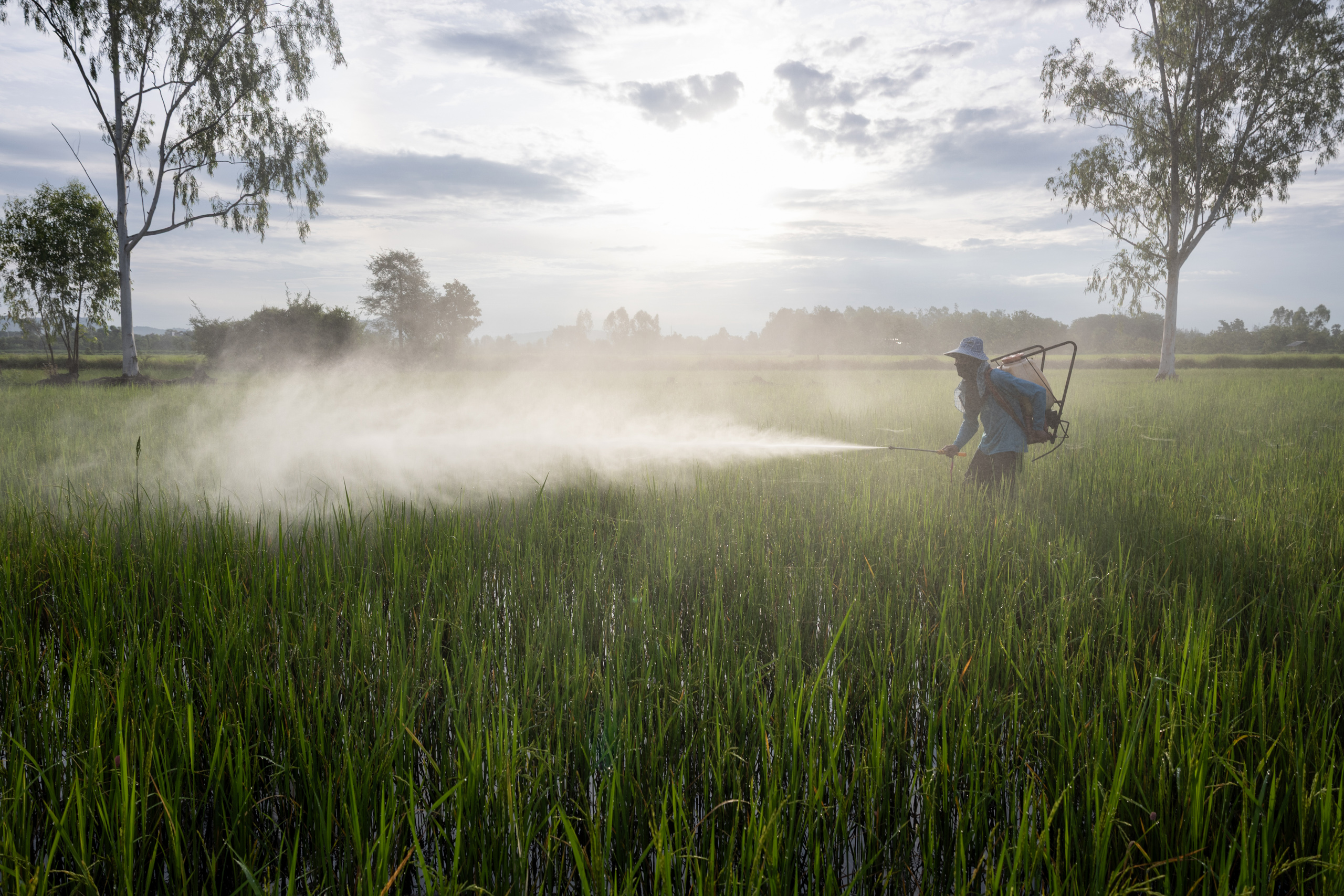 <p>A farmer sprays a concoction of agrochemicals, including fertilisers and pesticides, on a paddy field in Thailand’s central Nakhon Sawan province (Image: <a href="https://www.lukeduggleby.com/">Luke Duggleby</a> / Dialogue Earth)</p>