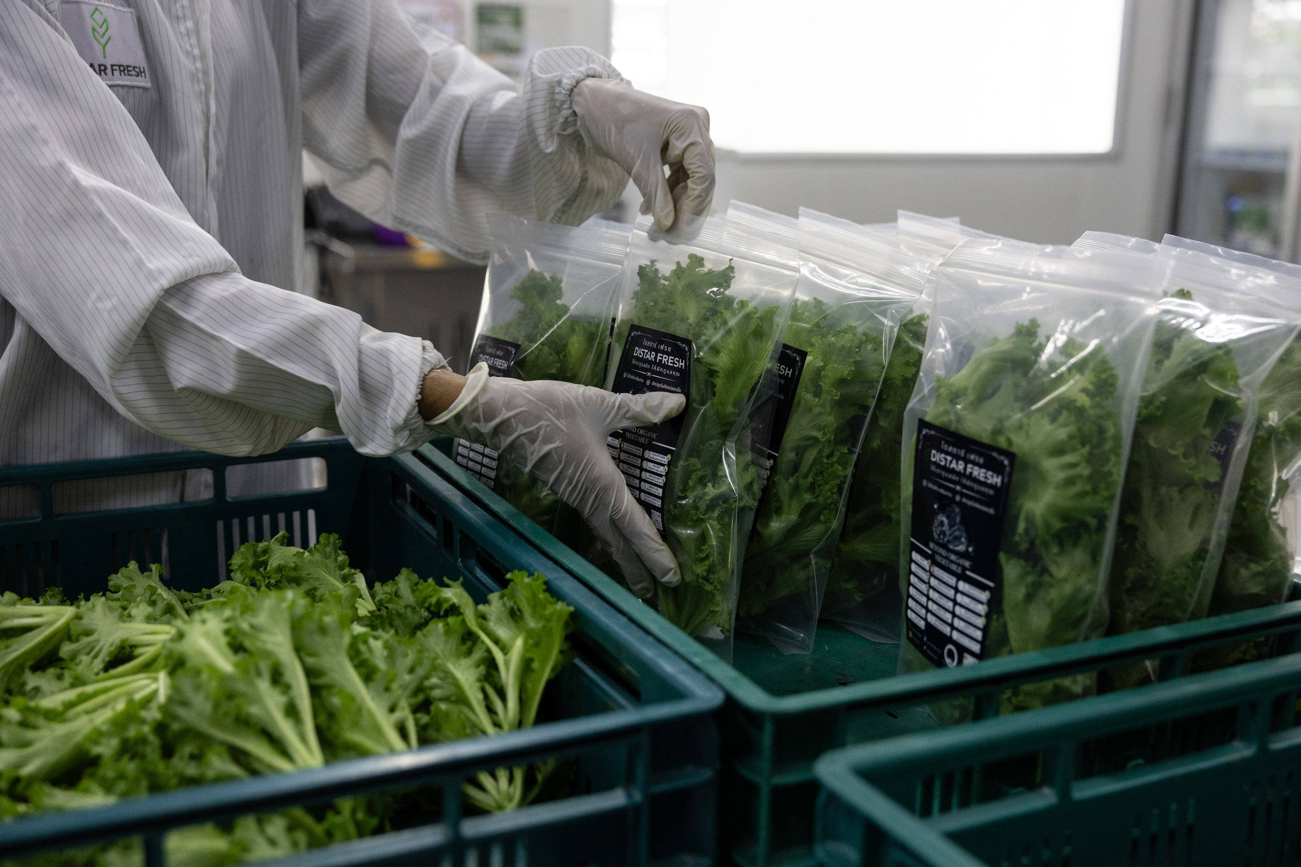 A worker in a white lab coat sorts fresh packs of lettuce