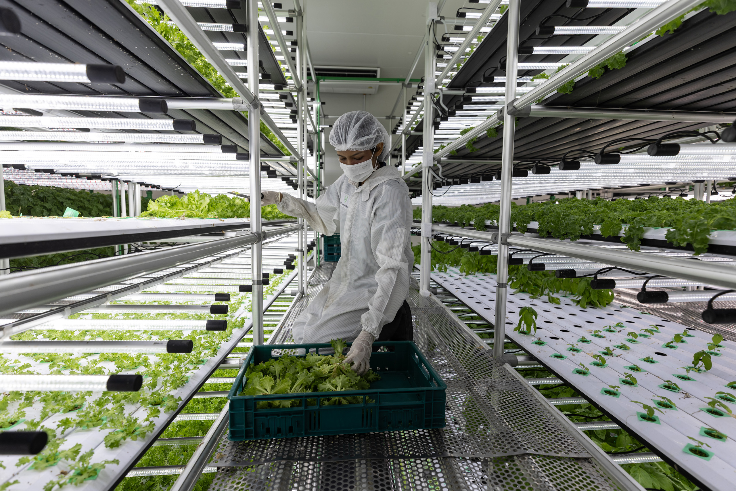 A staff harvests lettuce inside a high-tech, climate-controlled facility.