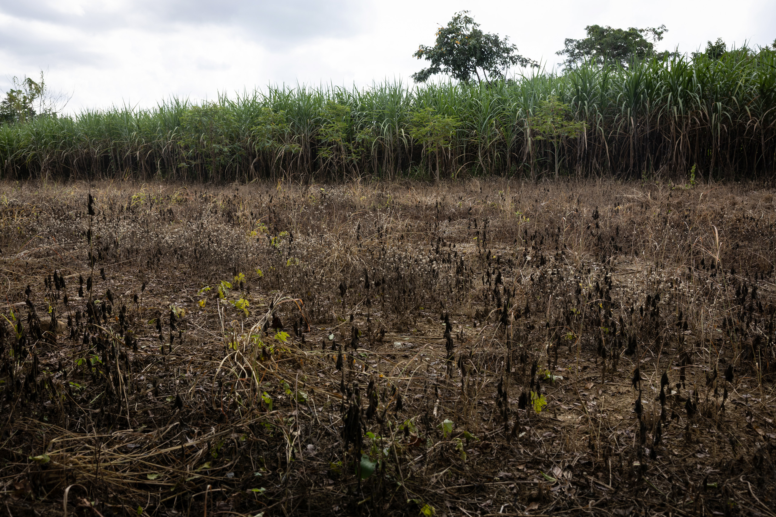 A barren field