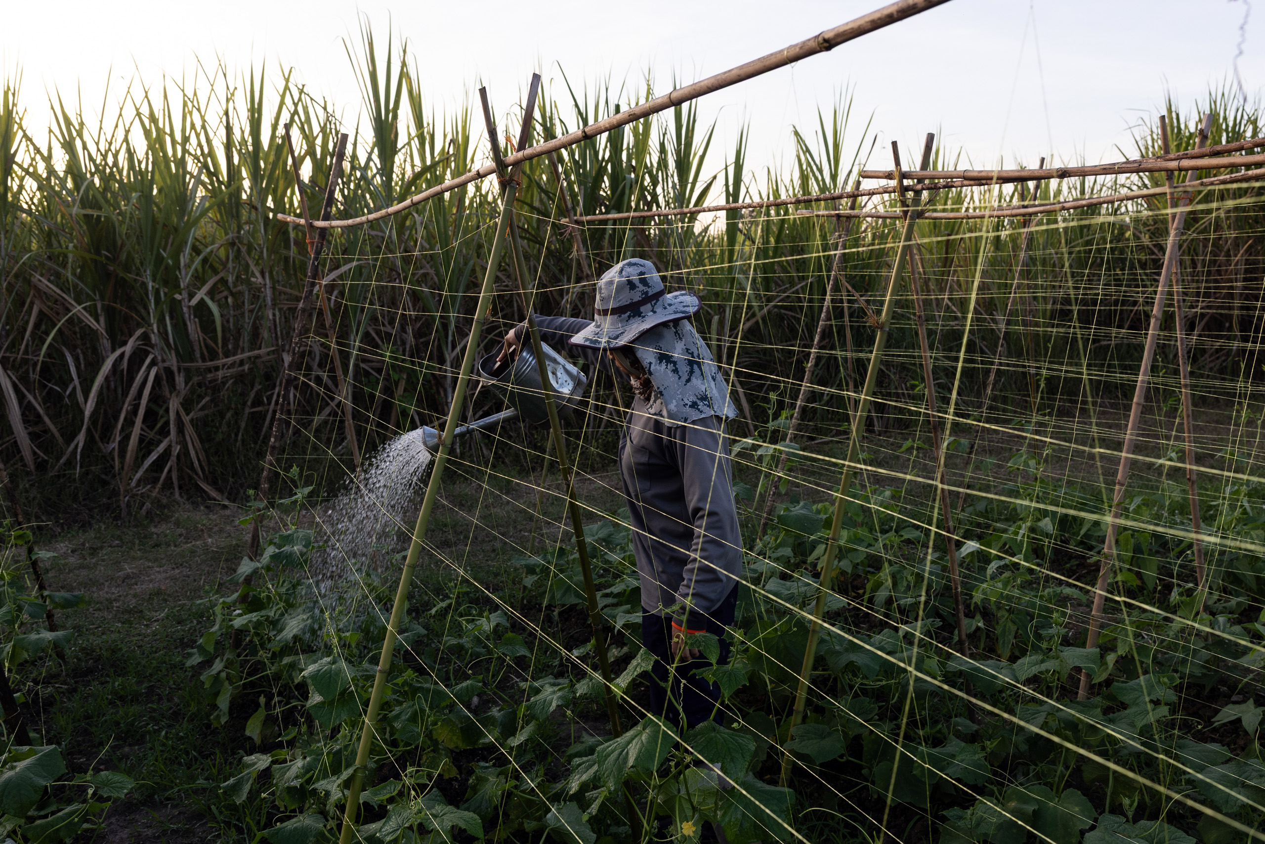 A man wearing a hat waters plants in a field