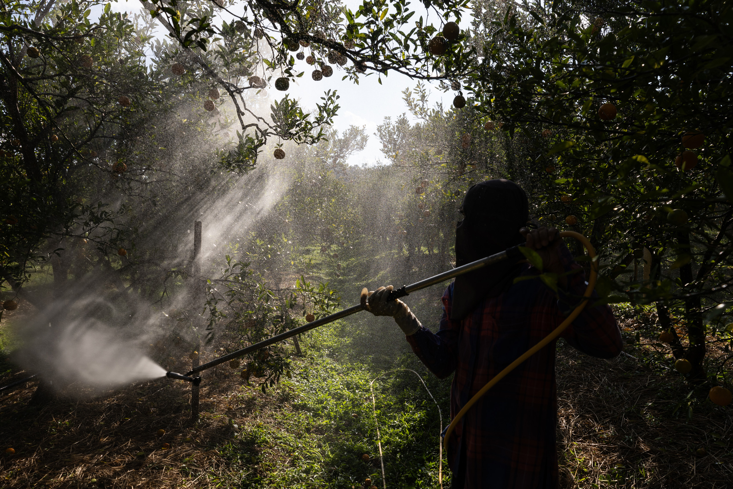 A worker sprays orange trees with pesticides