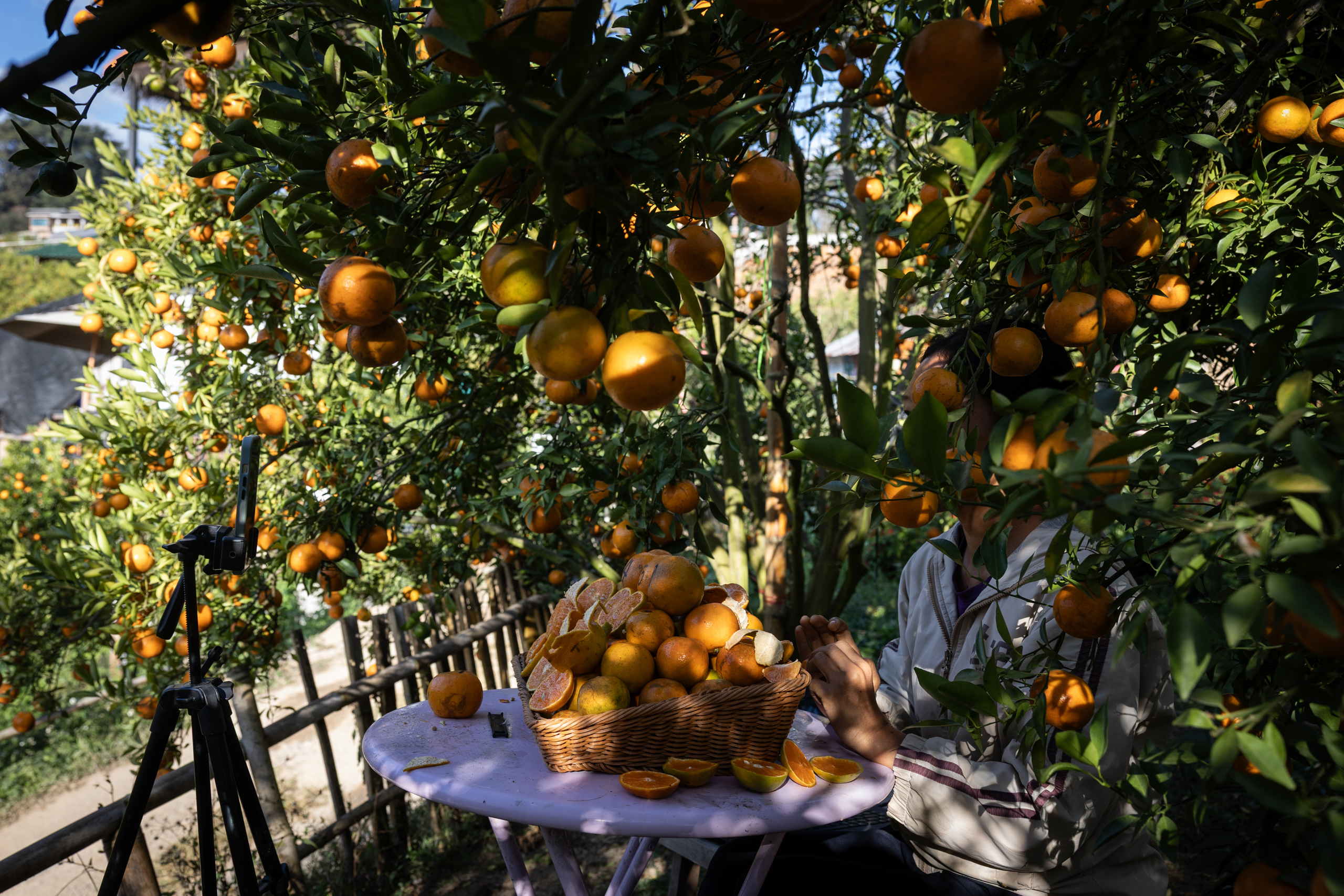 A farmer seated under harvest orange trees, with a basket of fresh oranges beside her.