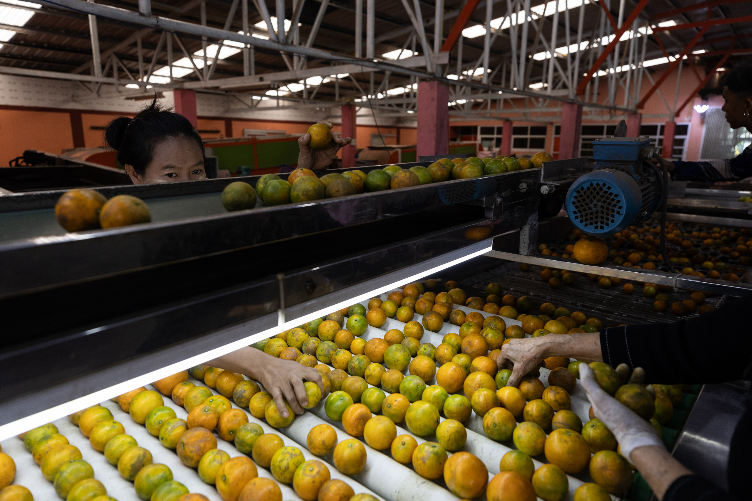 Workers sort oranges at the facility of a large distributor.