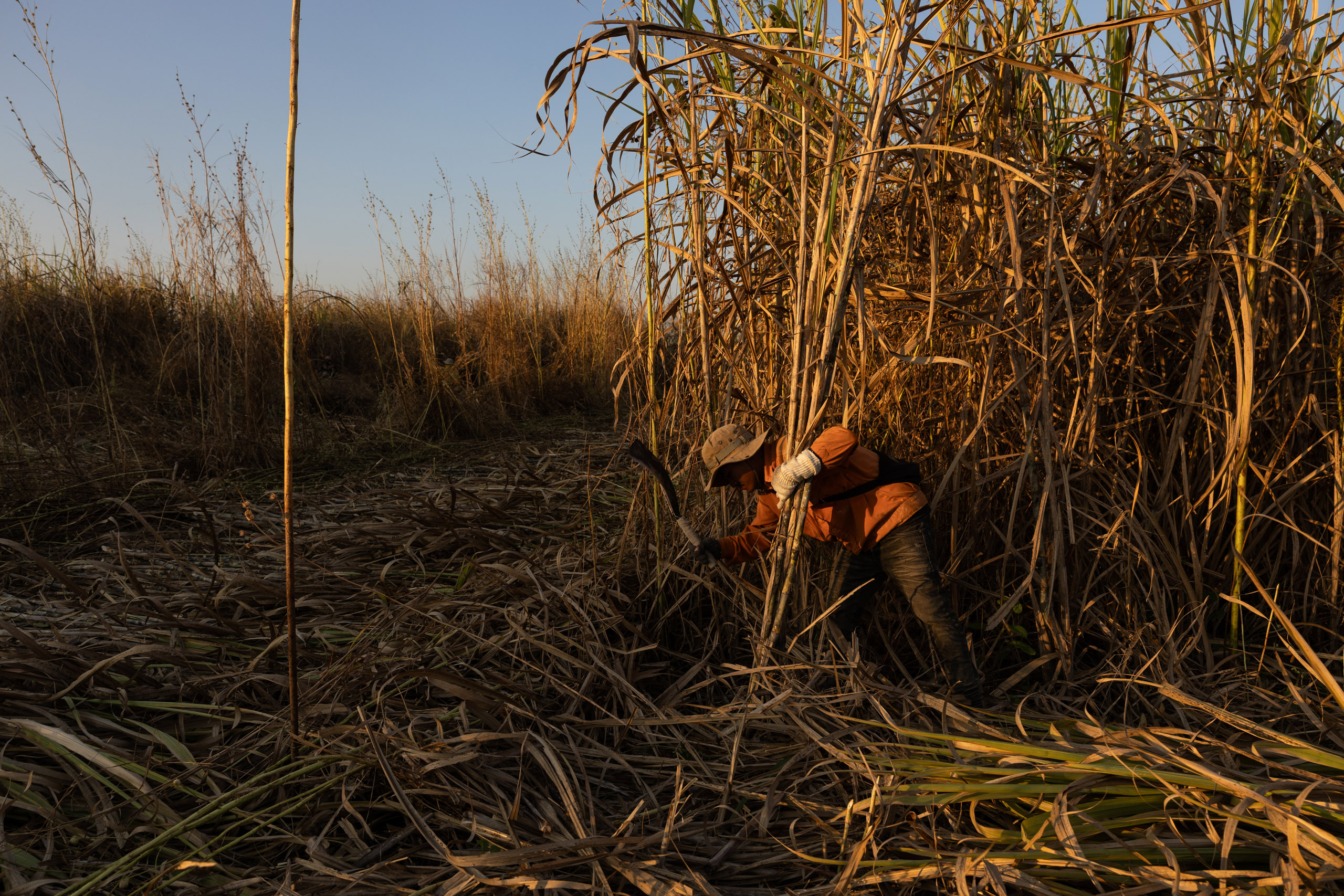 A man is working on his field of tall sugarcane