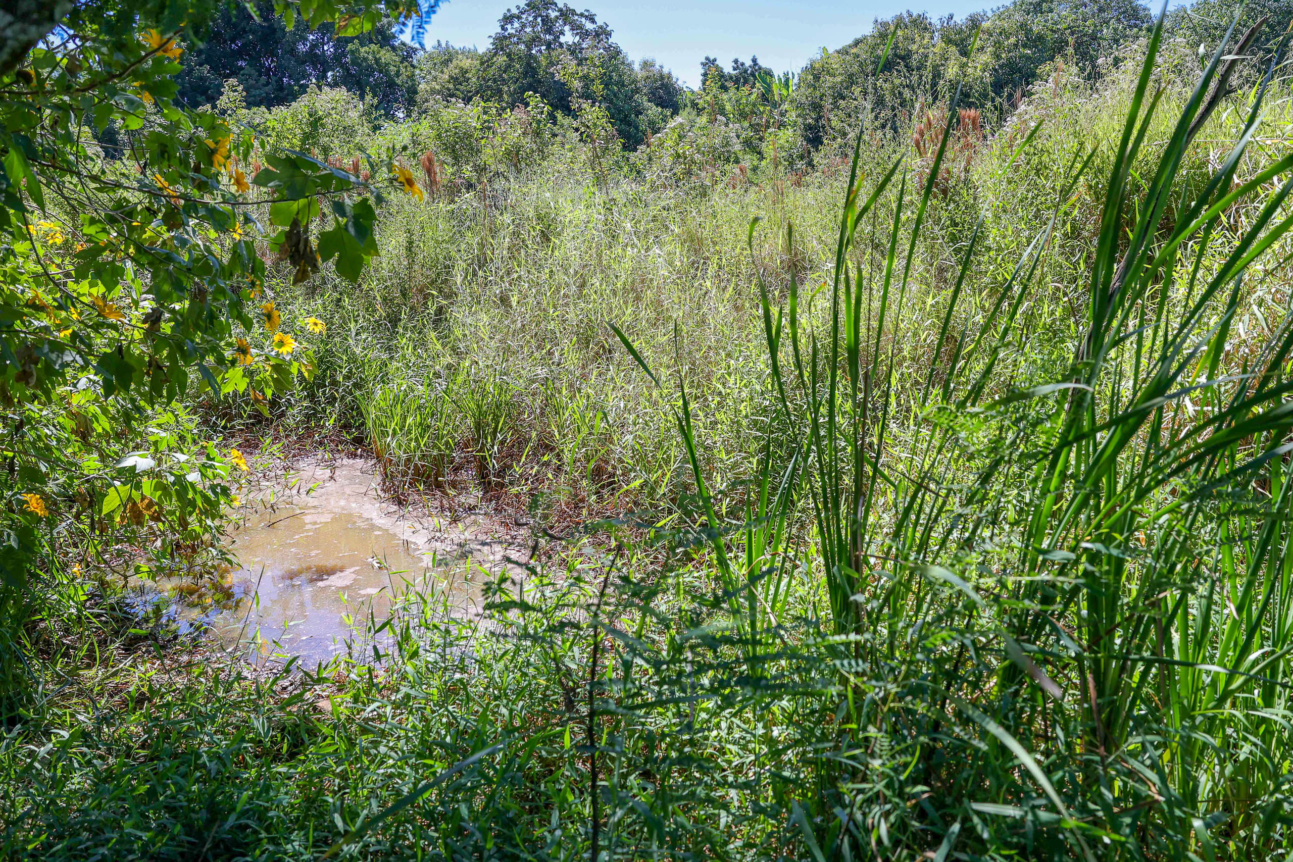 Nascentes no Parque da Lagoinha alimentam rio Melchior e bacia do Descoberto