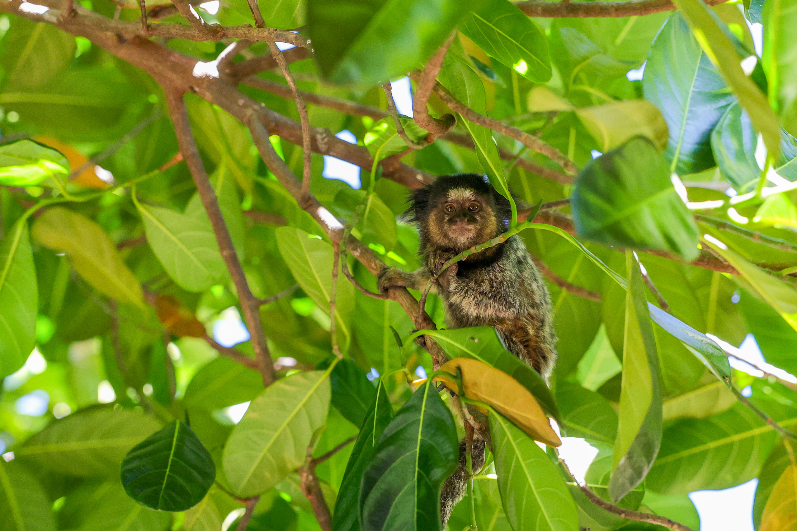 A marmoset hides among the trees