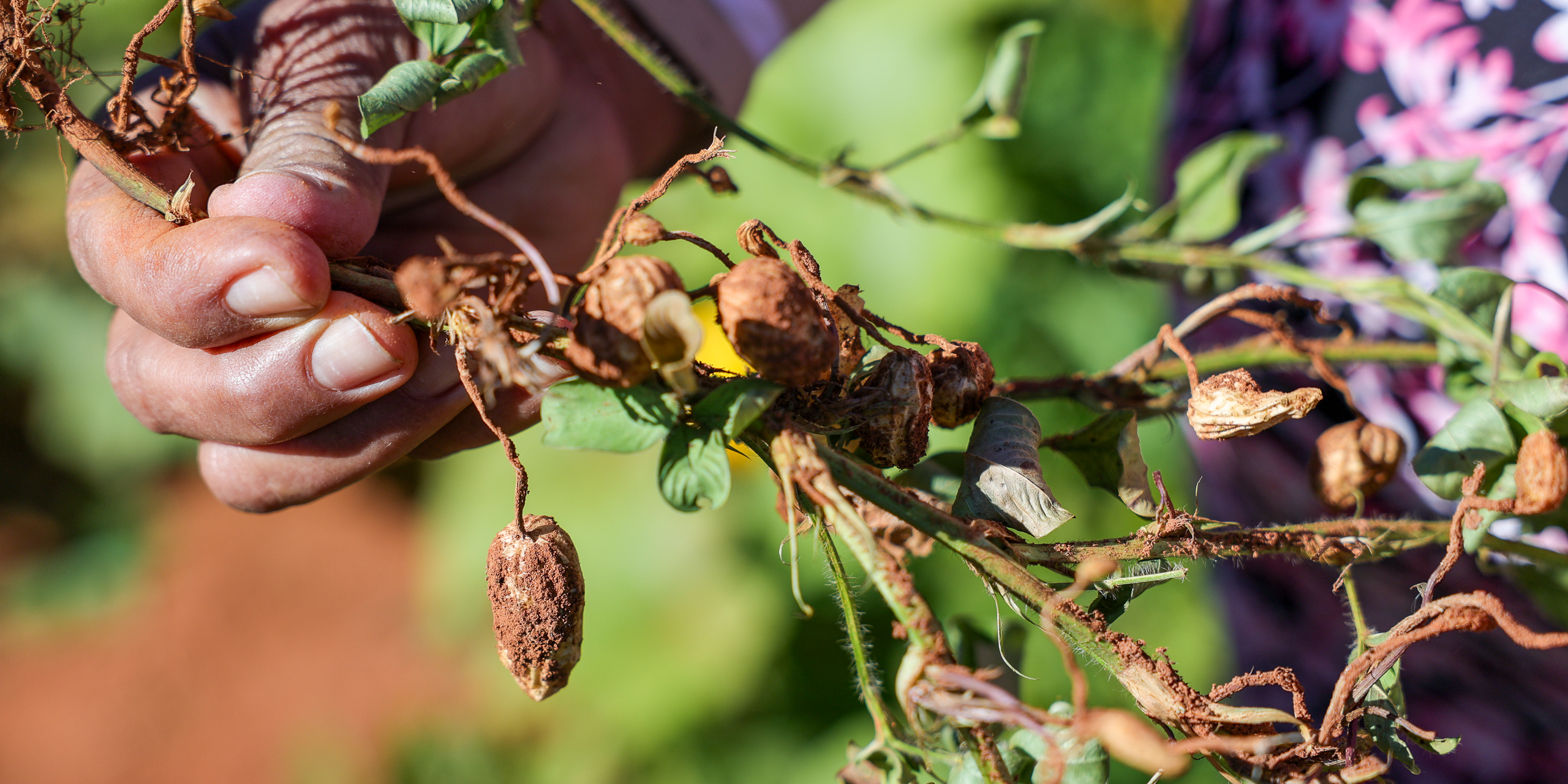 <p>Cosecha de cacahuetes en un proyecto agroforestal en Ceilândia, localidad vecina a la<em> favela</em> Sol Nascente, en la región de la capital de Brasil, el Distrito Federal (Image: <a href="https://pozzebom.com.br/">Fabio Pozzebom</a> / Dialogue Earth)<strong><br />
</strong></p>