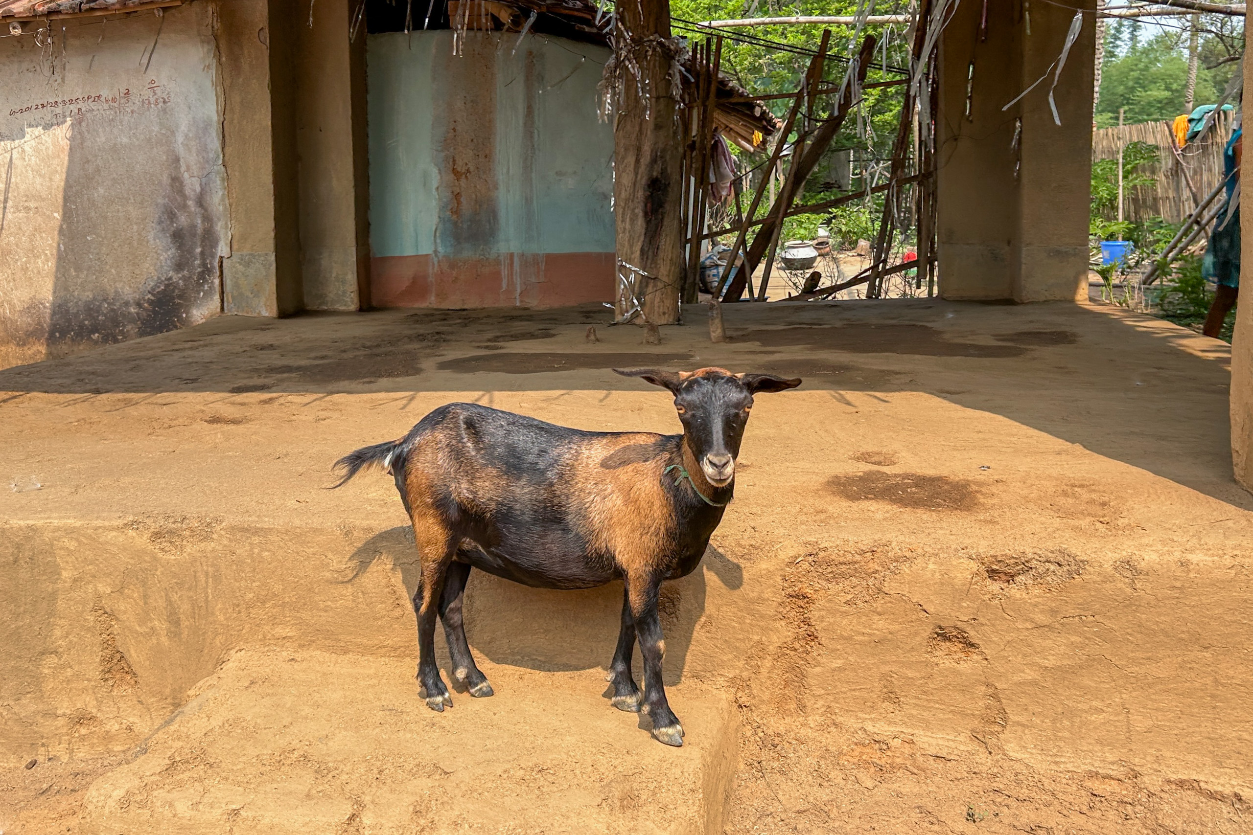 A goat stands on a dirt path in front of a house