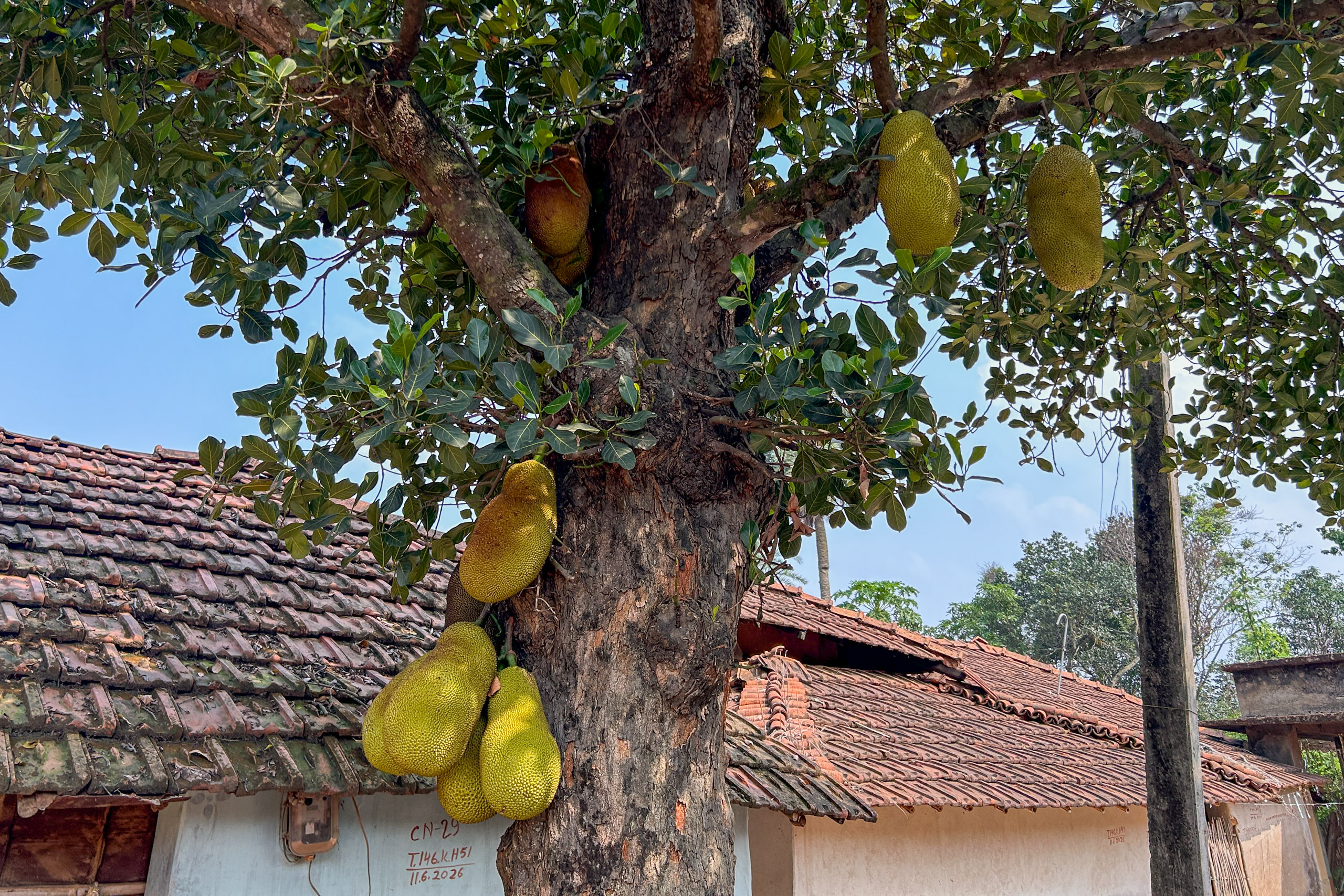A tree laden with ripe jackfruits