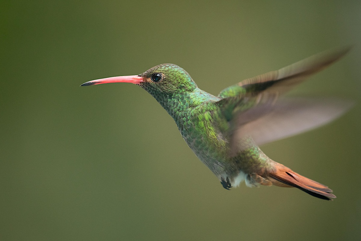 A hummingbird hovering