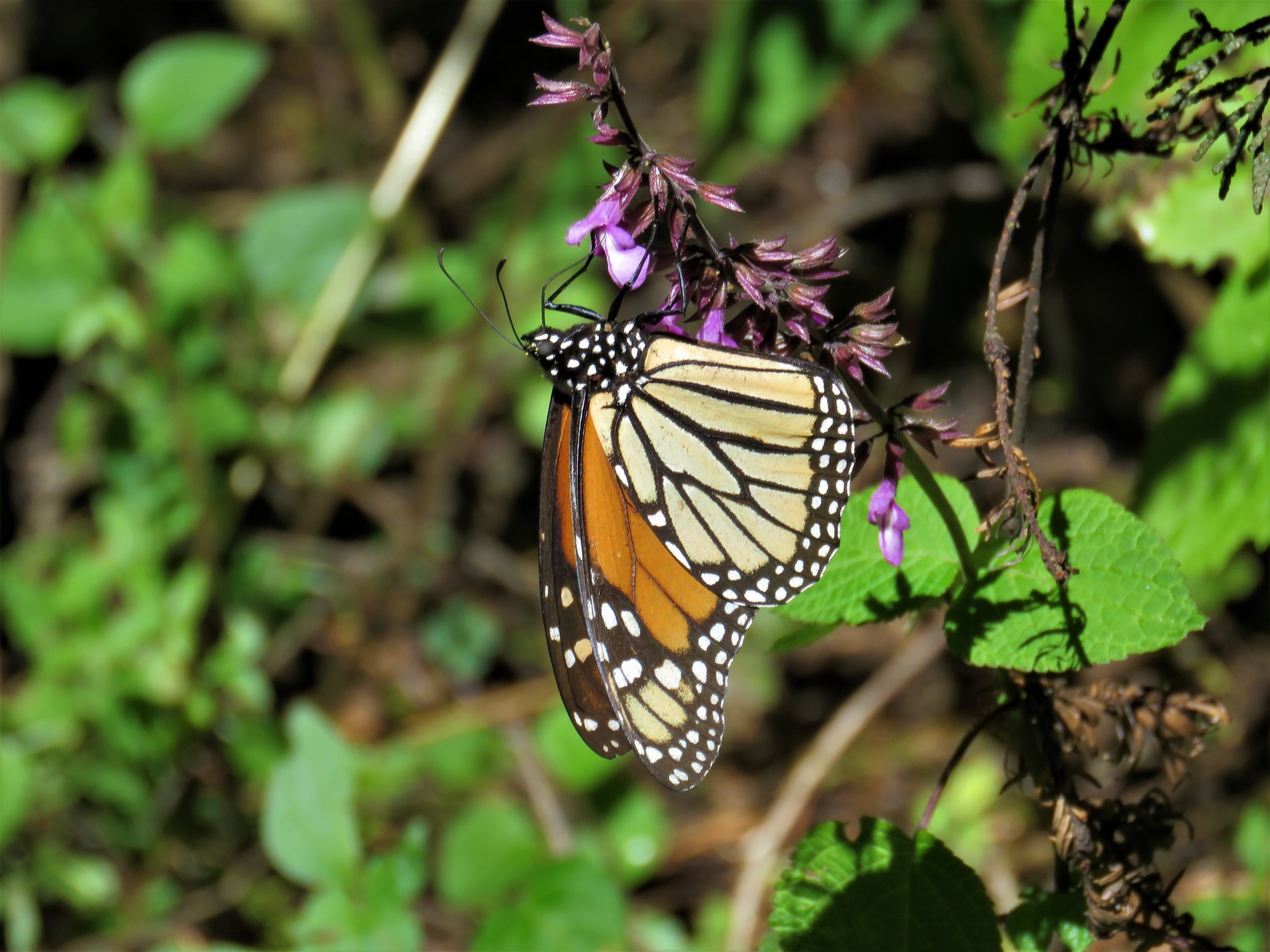 A monarch butterfly perched on a colourful flower