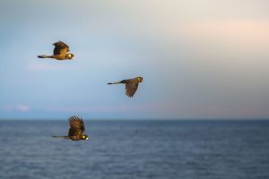 Three birds in flight over the vast ocean