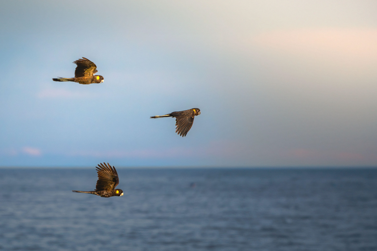 Behind the race to host the high seas treaty