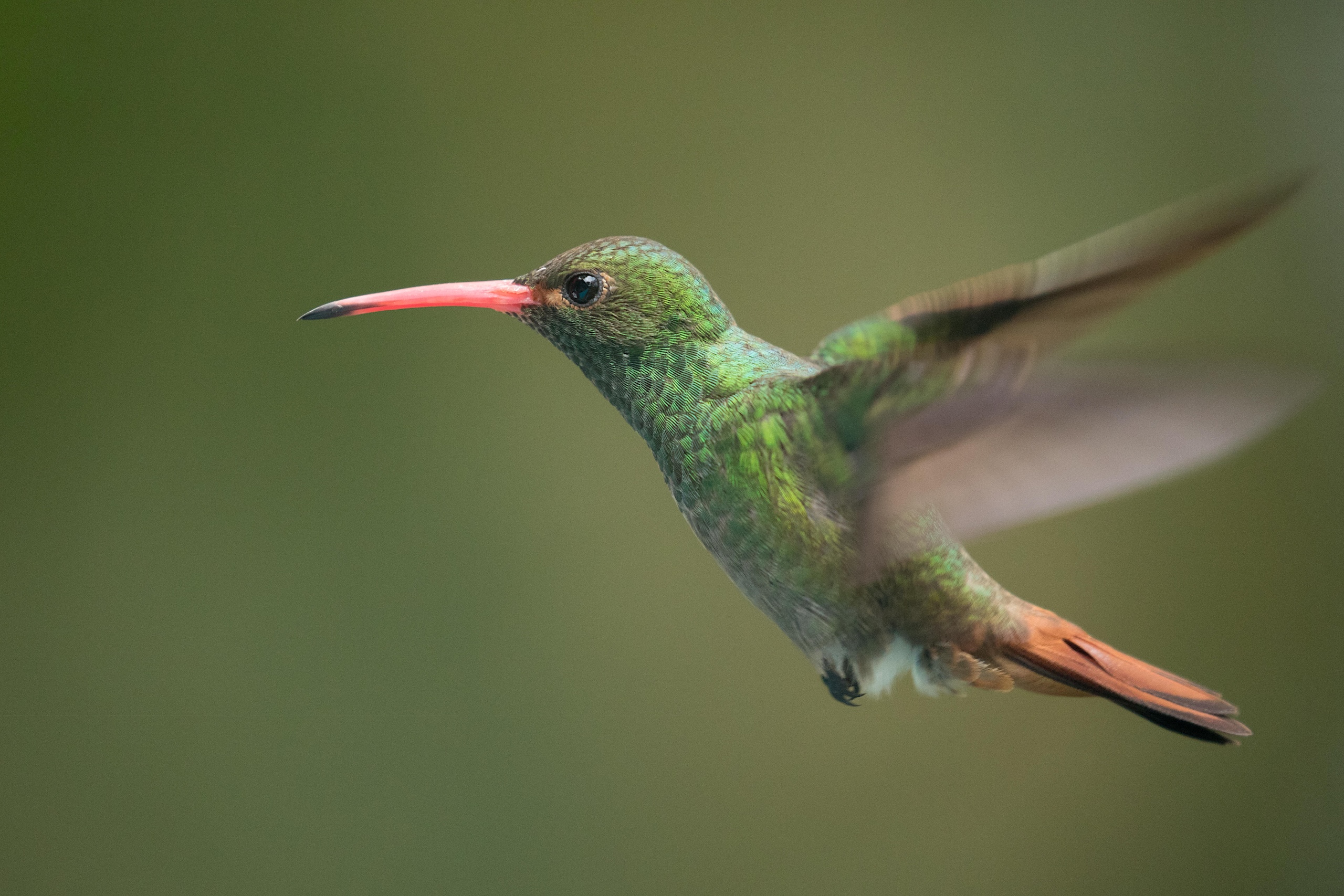 <p>Un colibrí en el Parque Nacional Natural Tayrona, en Colombia. Según un nuevo informe, los objetivos tradicionales en materia de biodiversidad —como las áreas protegidas, entre las que se encuentra Tayrona— están despertando más interés que los objetivos relacionados con la gobernanza, las subvenciones y la financiación (Imagen: David Noton Photography / Alamy)</p>