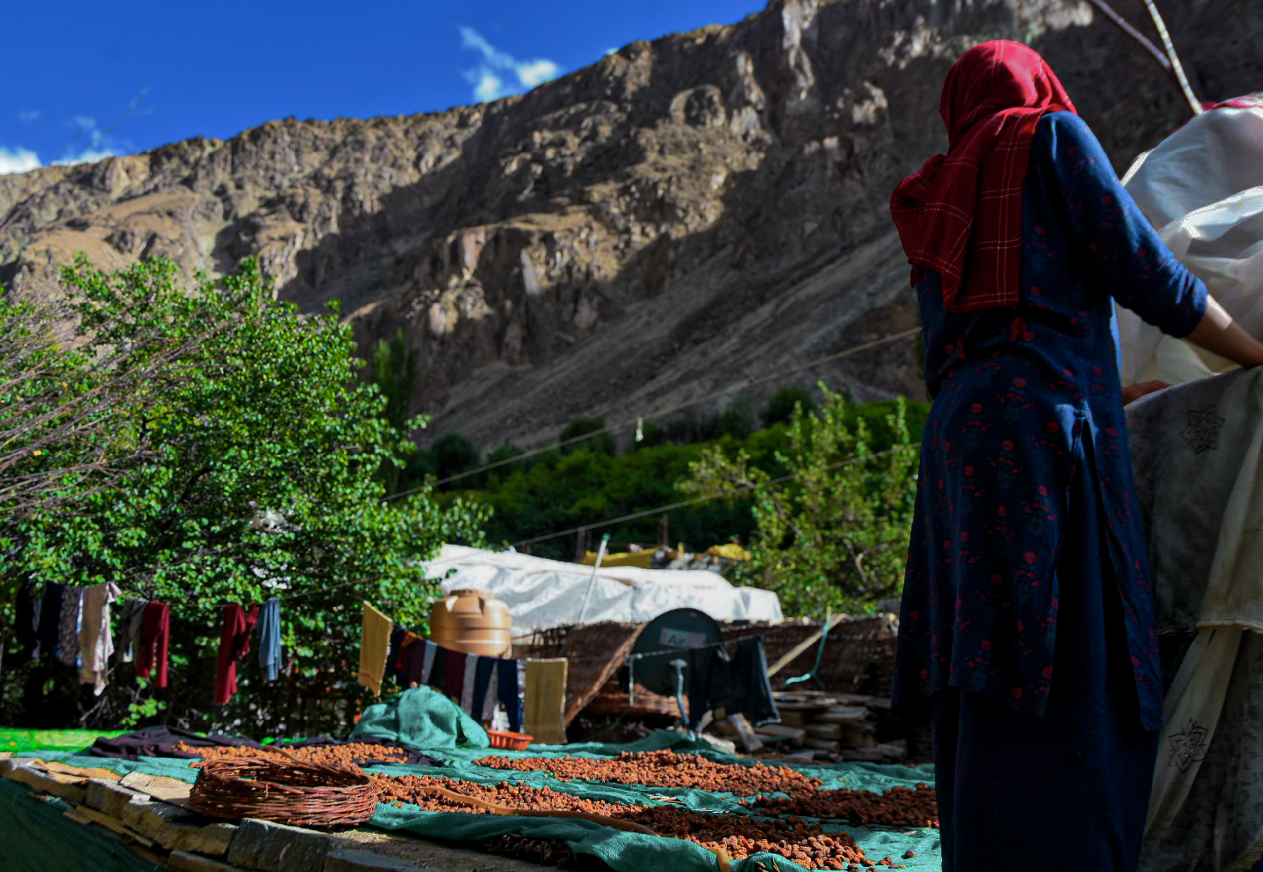 woman near sun-drying apricots