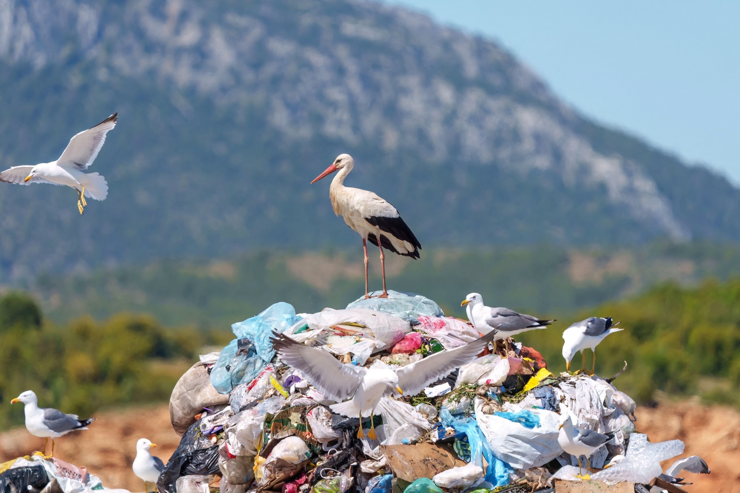 White stork and seagulls standing on a huge pile of plastic garbage