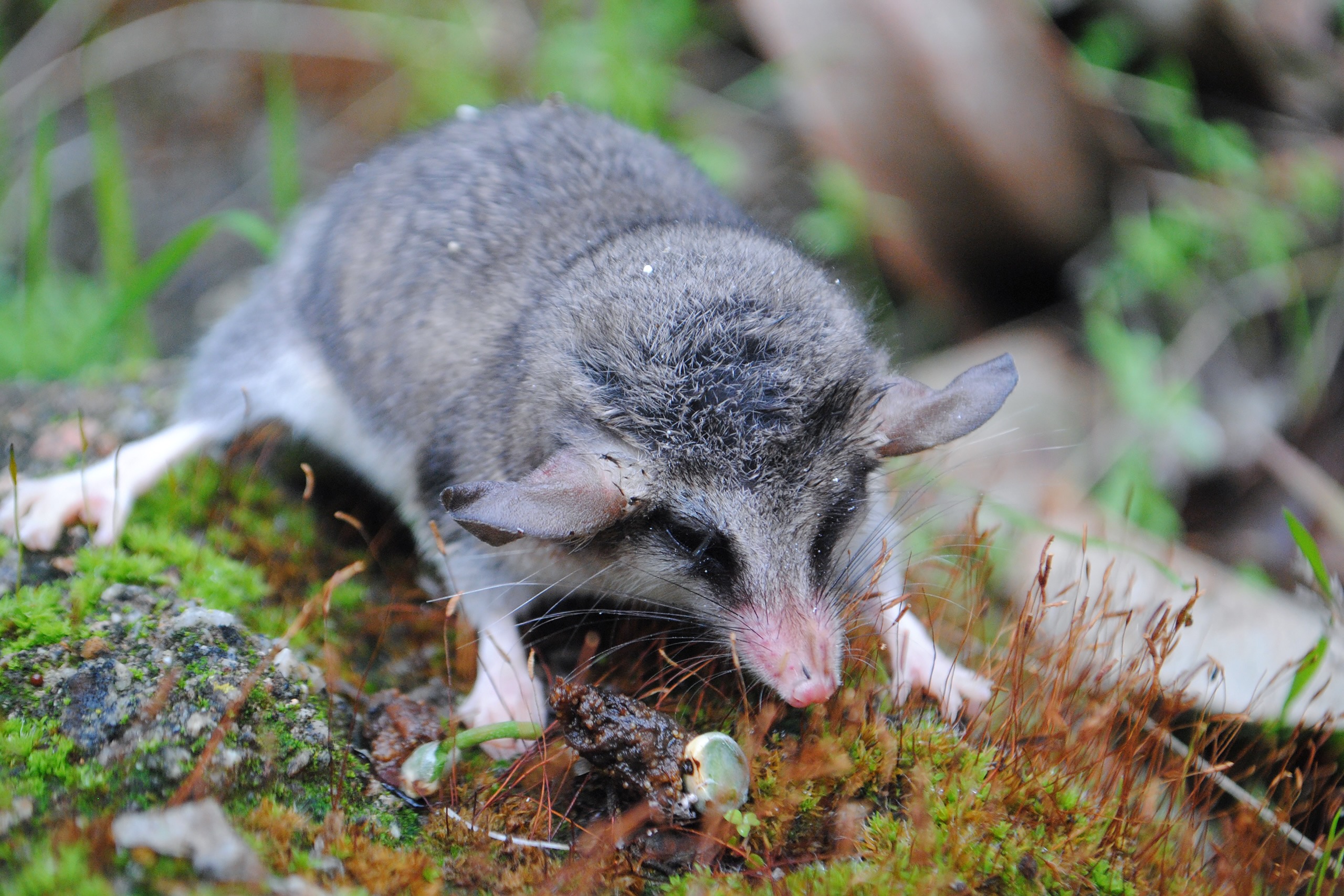 A fat-tailed mouse opossum foraging on a mossy, green forest floor
